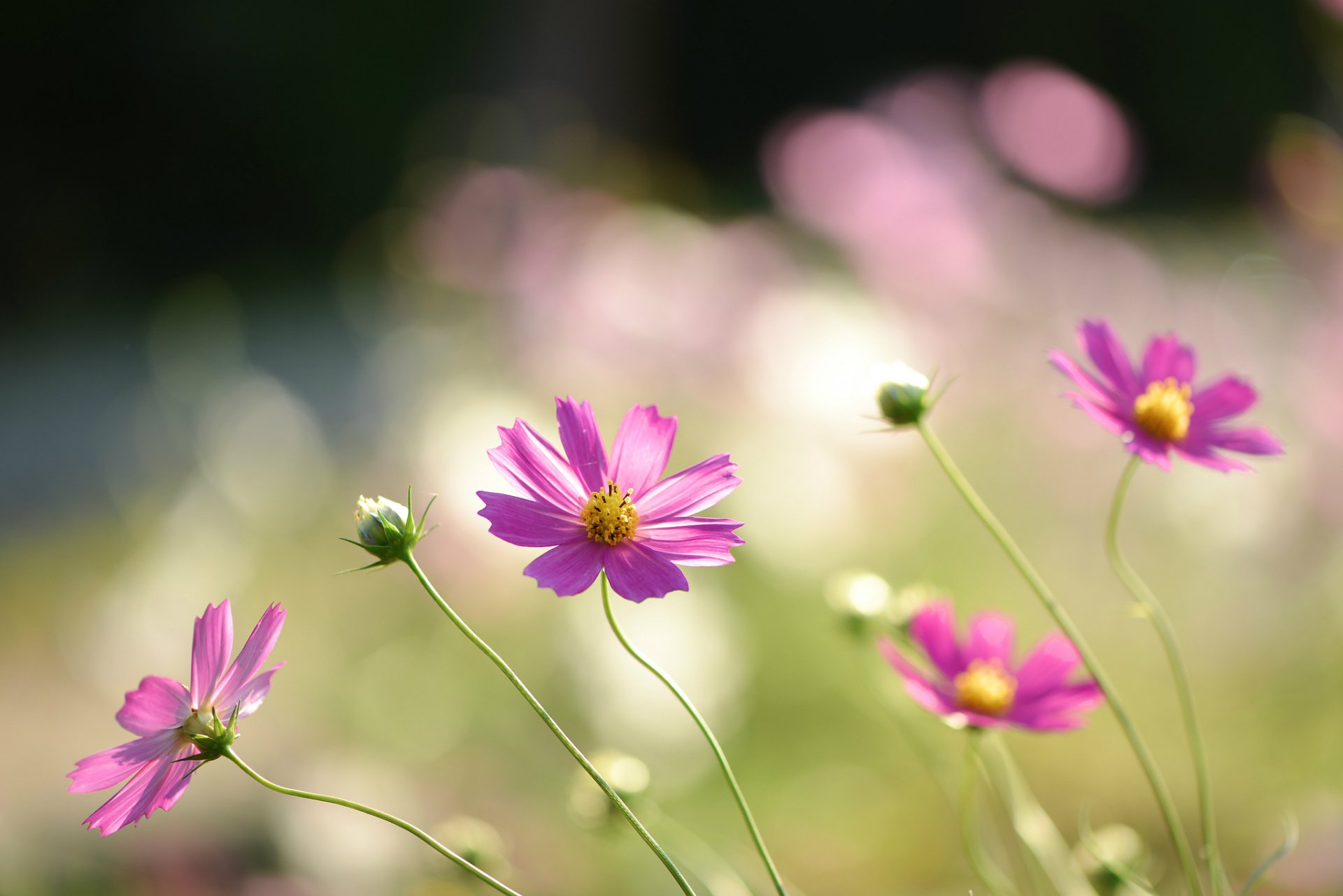 cosmea fleurs rose pétales champ macro flou