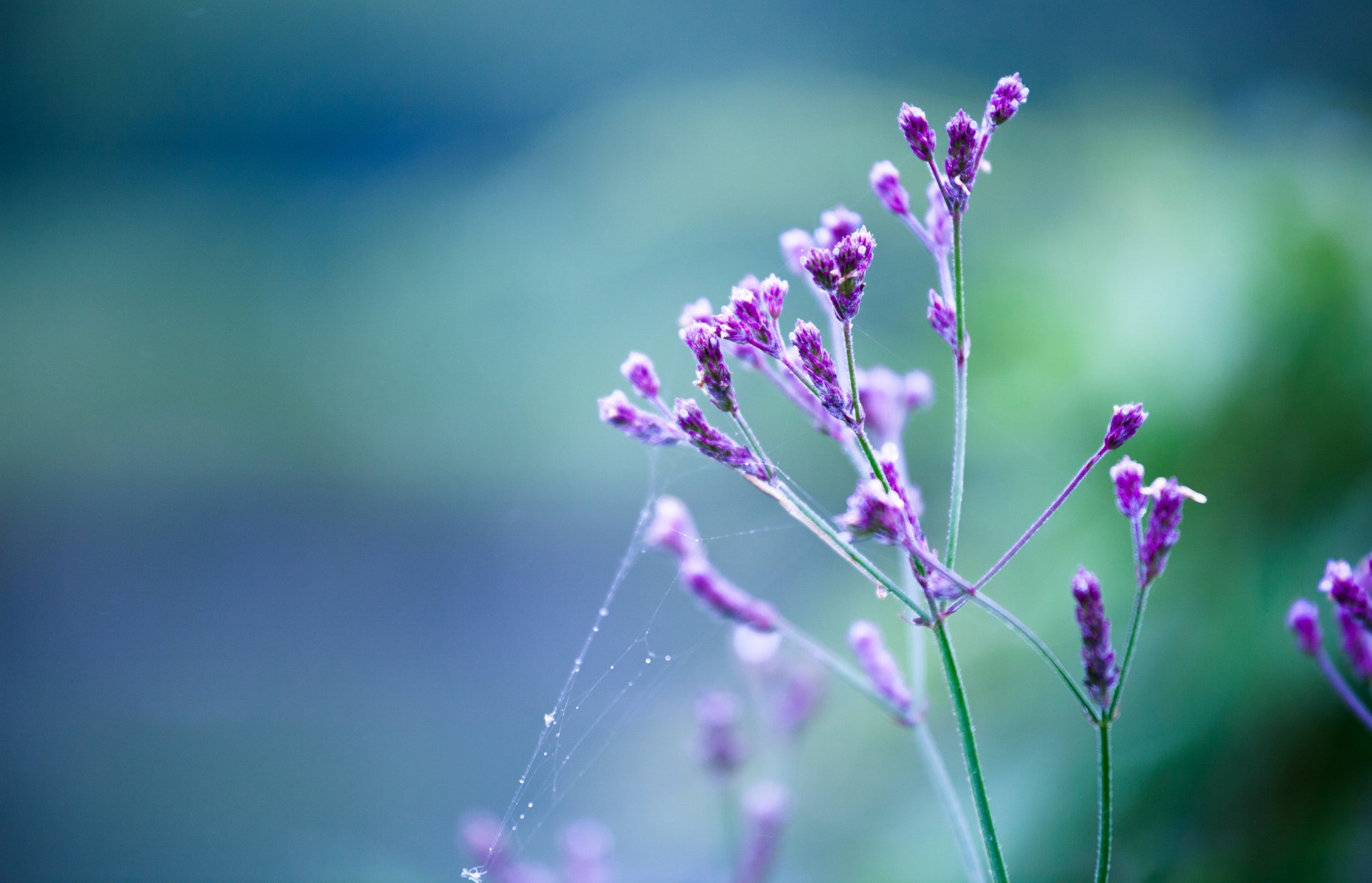 blume makro flieder zweig spinnennetz tropfen