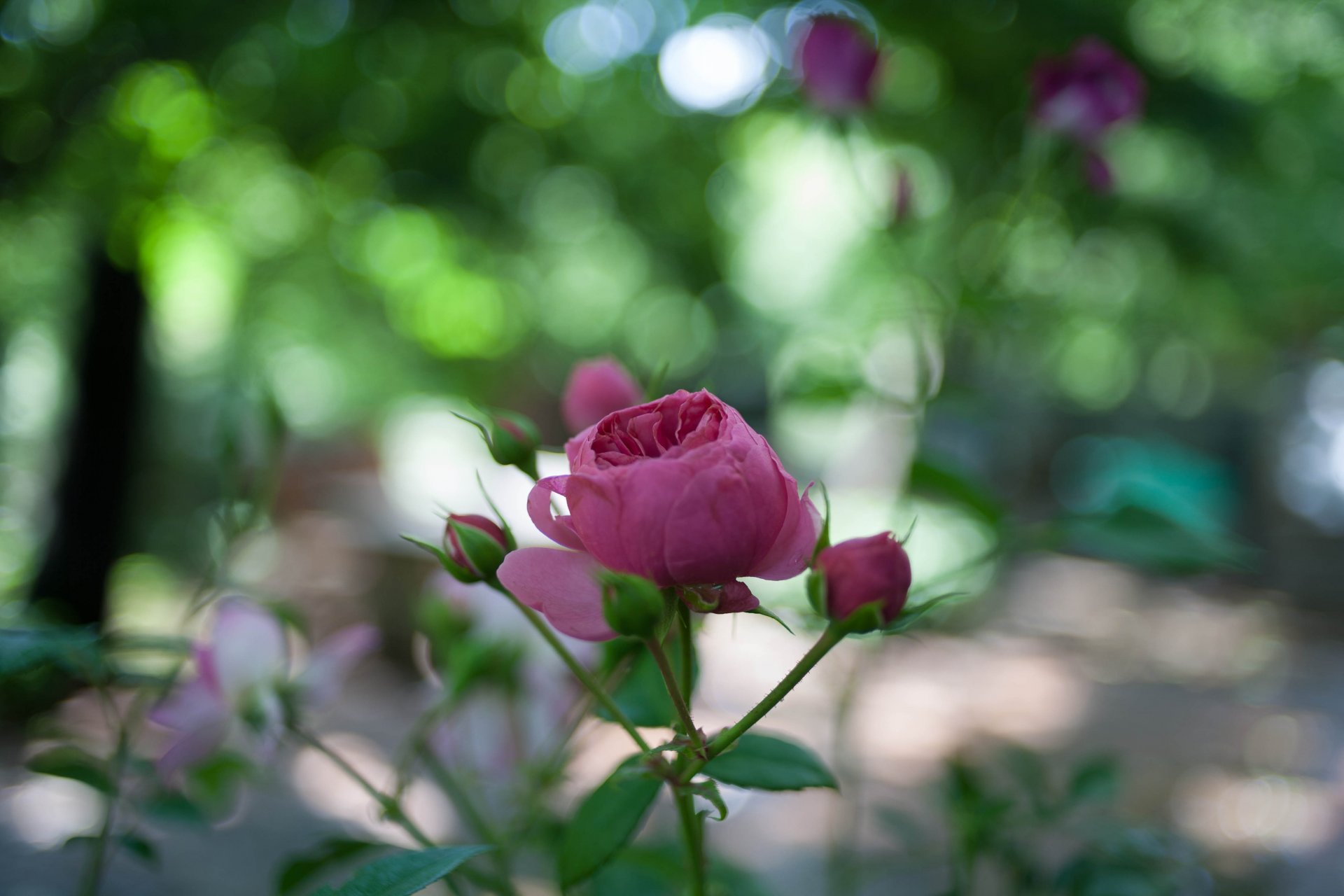 rosa rosa flor brote pétalos tallo hojas vegetación reflejos bokeh desenfoque naturaleza macro