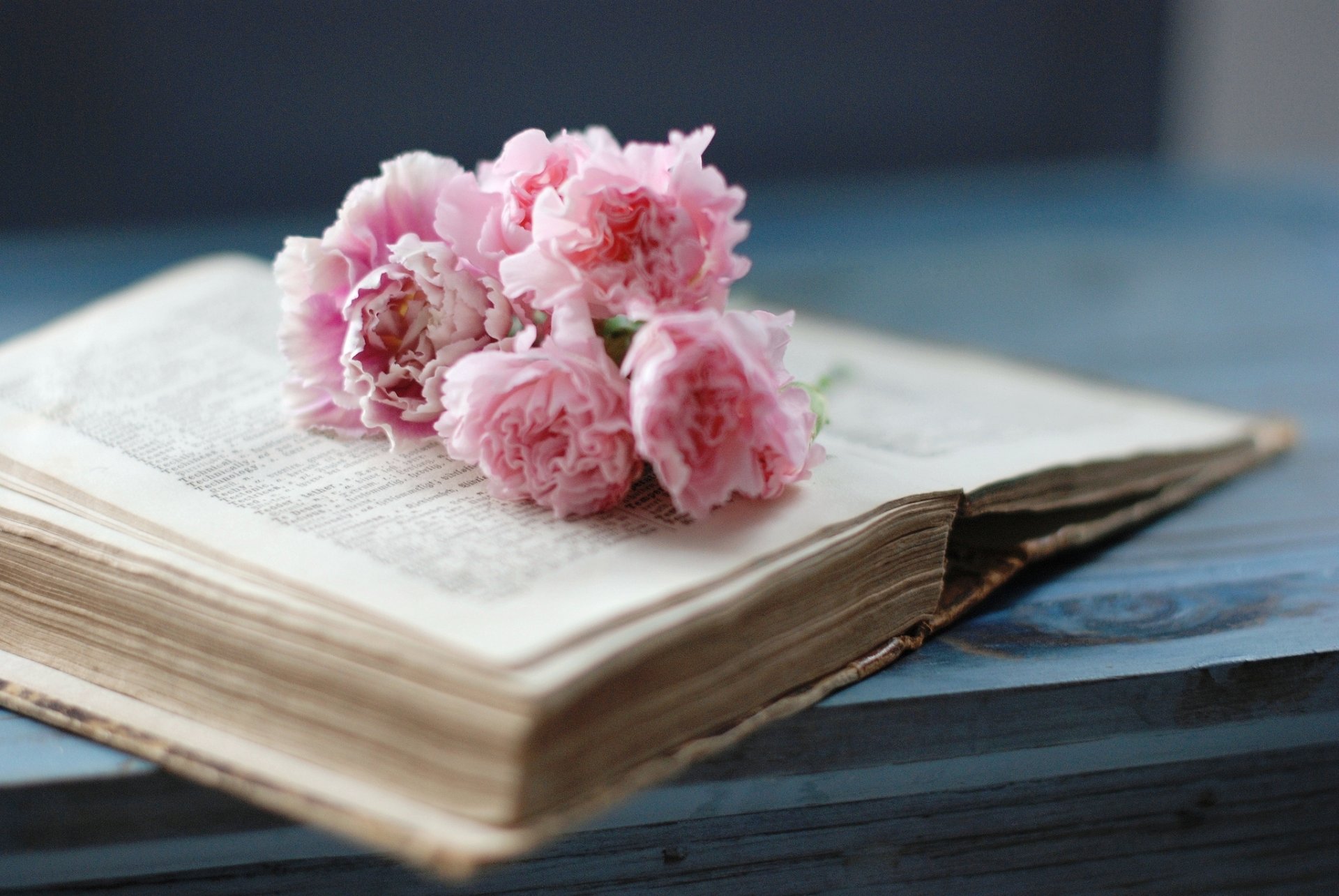 livre vieux pages fleurs oeillets rose