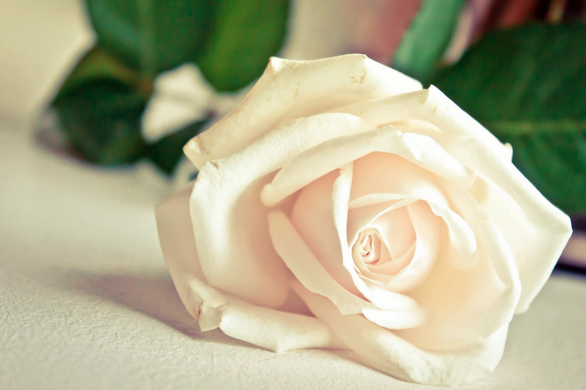 flower white rose petals close up