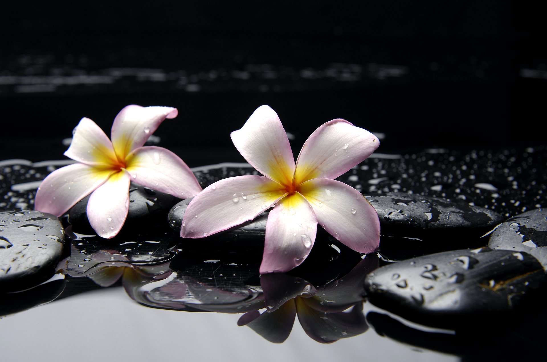 plumeria flower pink yellow stones black water drop