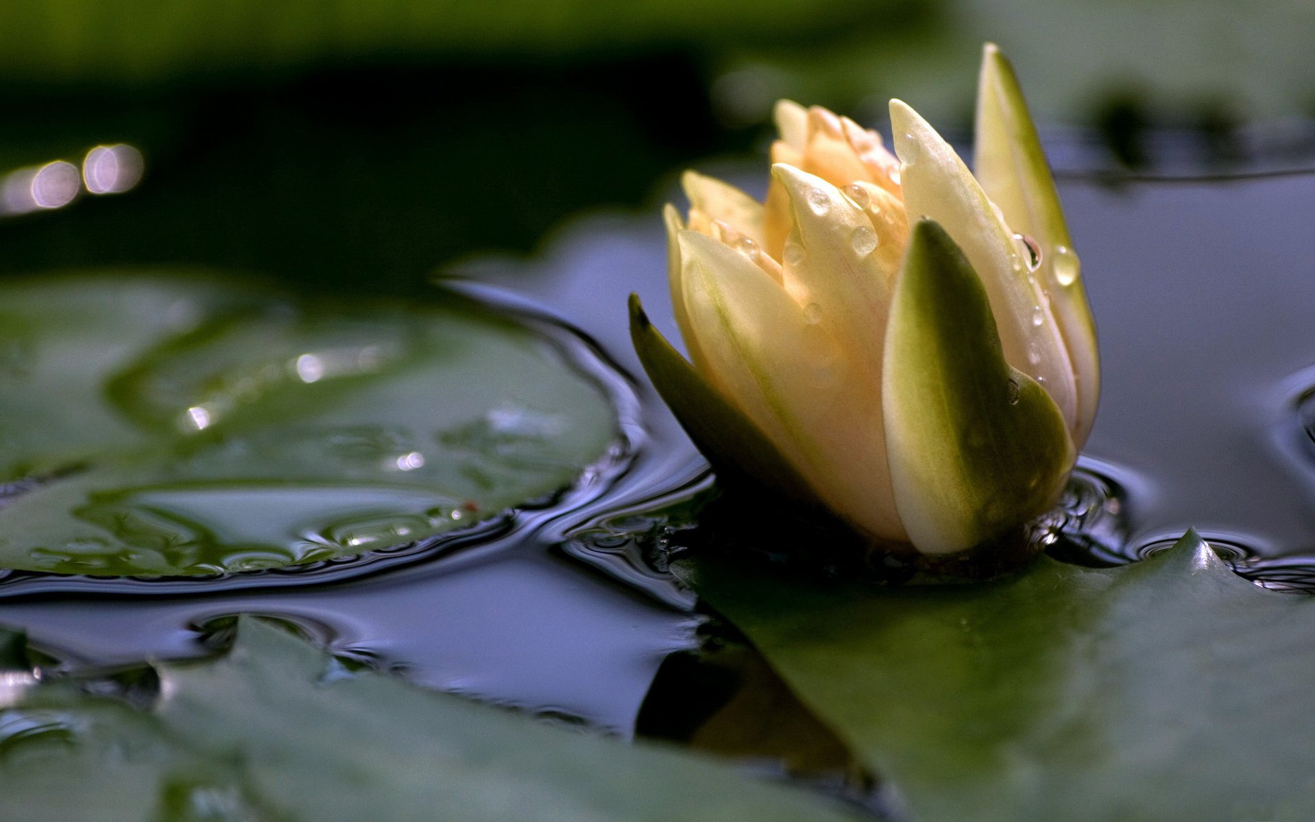 weiß lilie blume teich see wasser oberfläche blätter blütenblätter