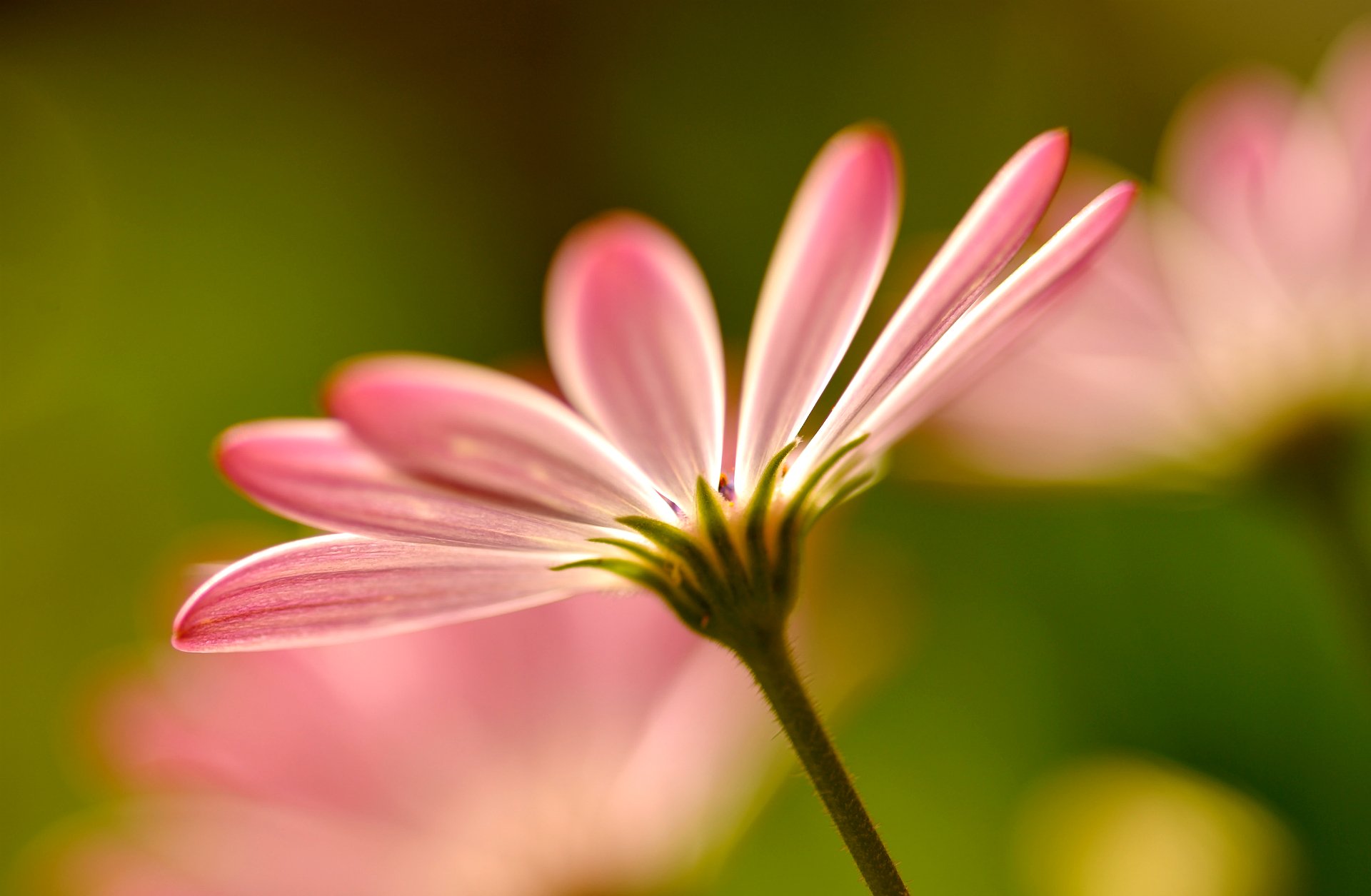 blumen rosa blütenblätter makro rosa makro unschärfe