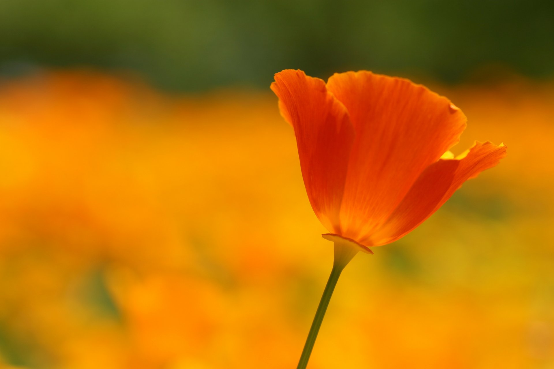 poppy flower petals red scarlet bright orange flowers the field field summer heat close up