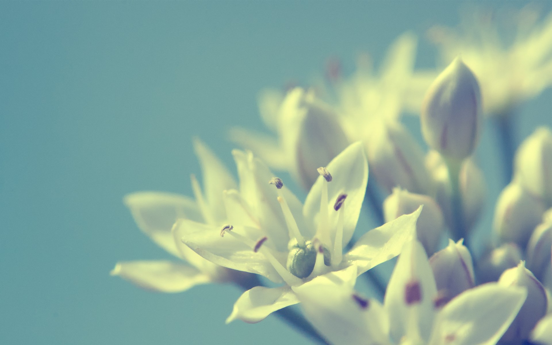 fiori bianco sfondo macro