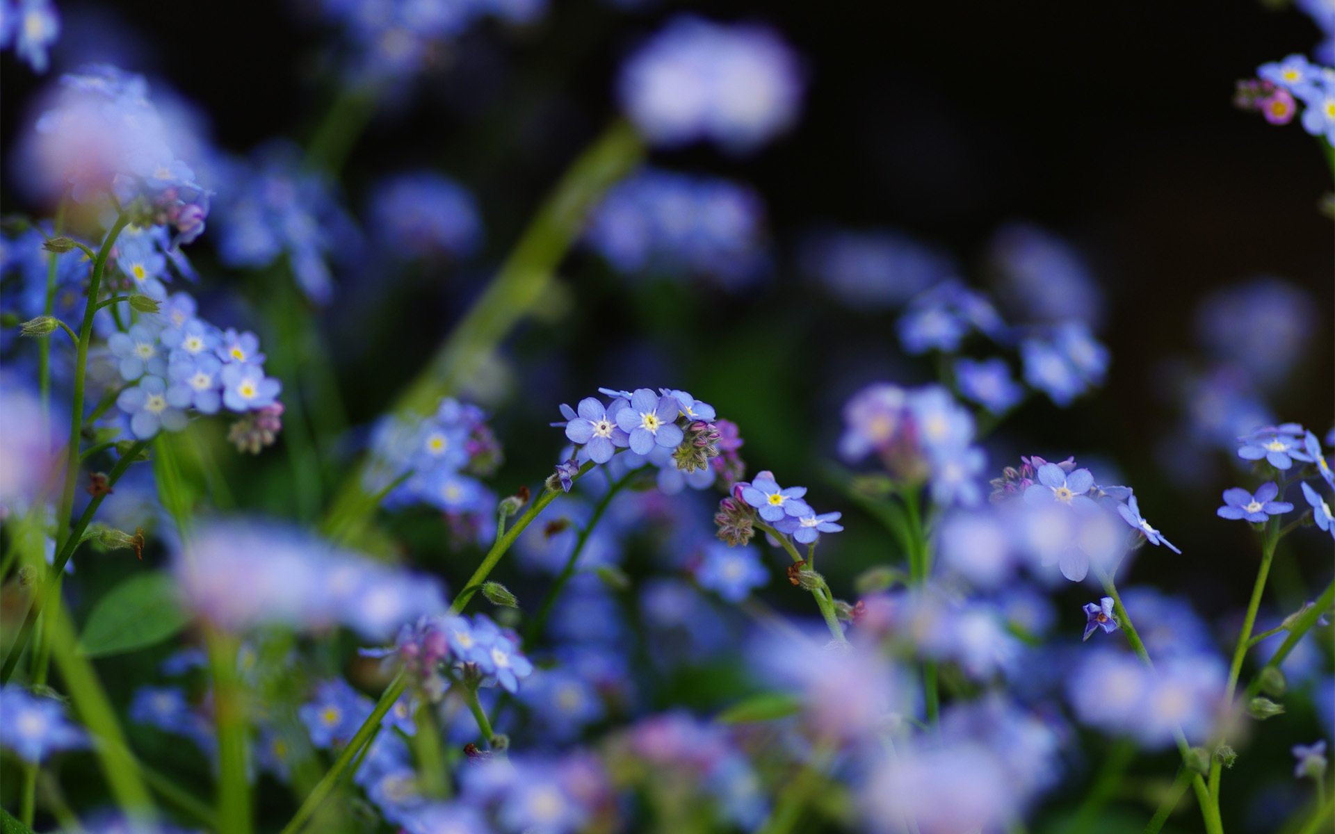 fiori campo nontiscordardime blu messa a fuoco