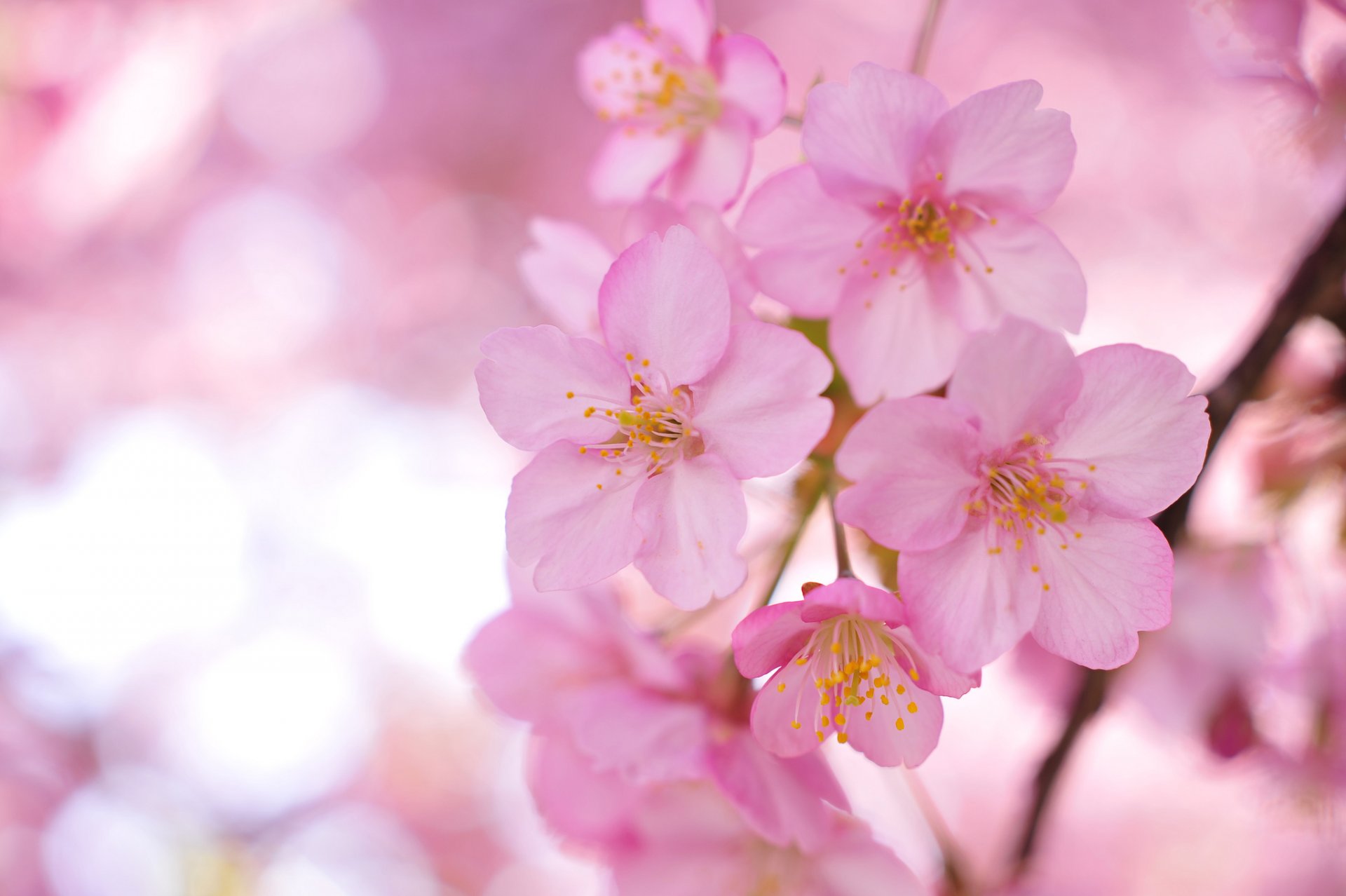 akura tree branches pink flower petals blur