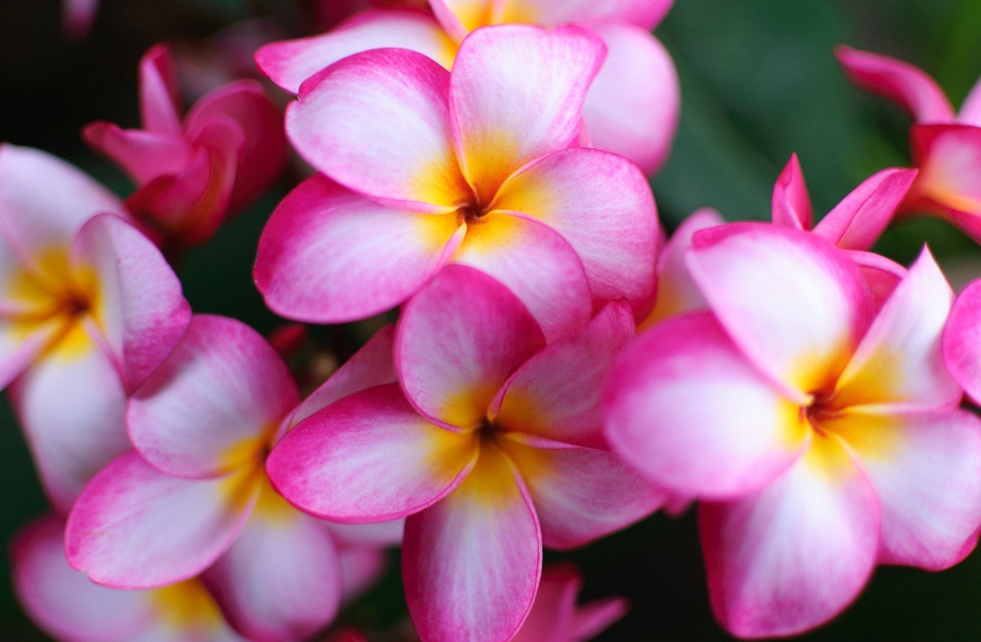 flower beauty exotic frangipani plumeria white pink