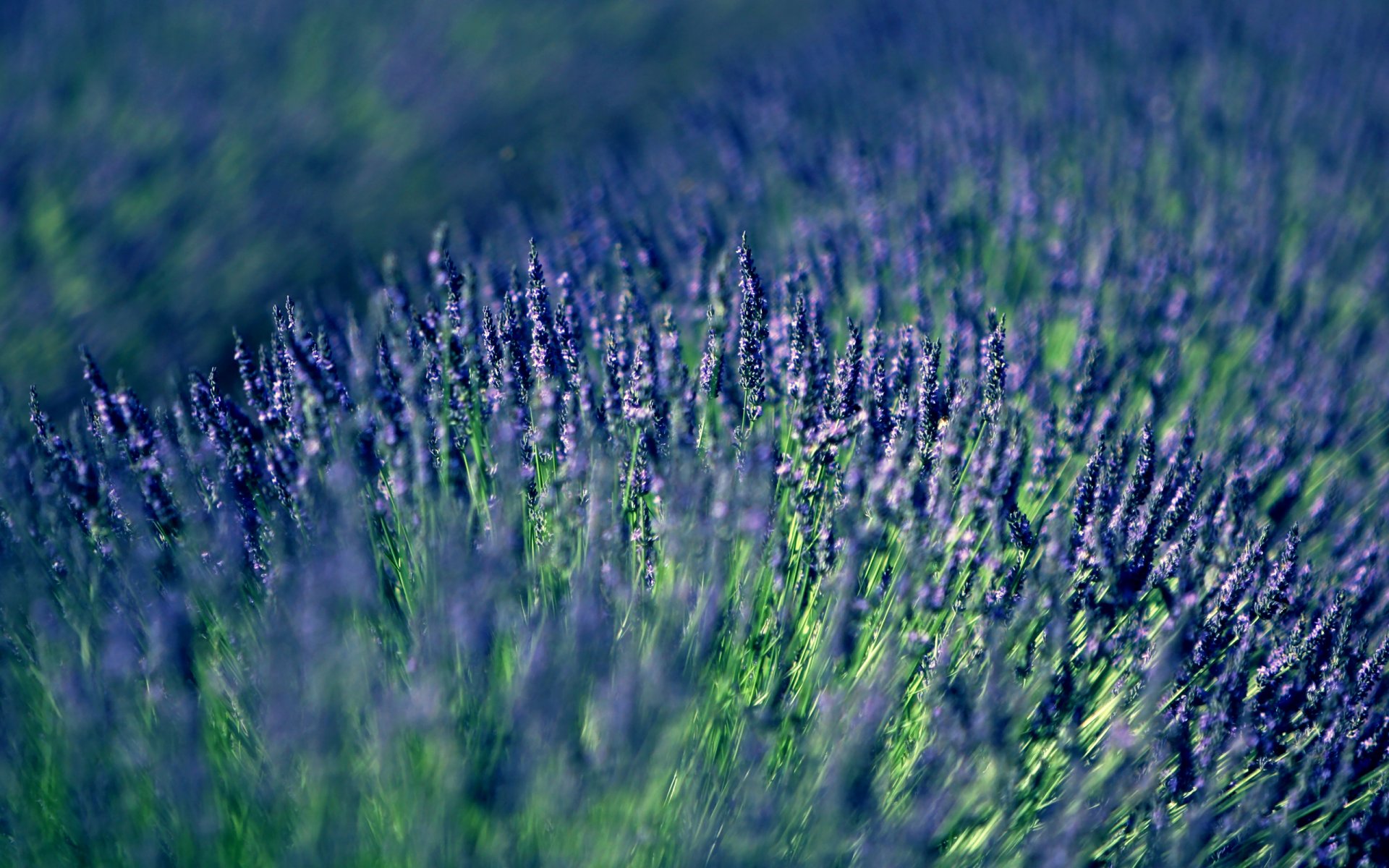 lavanda lila