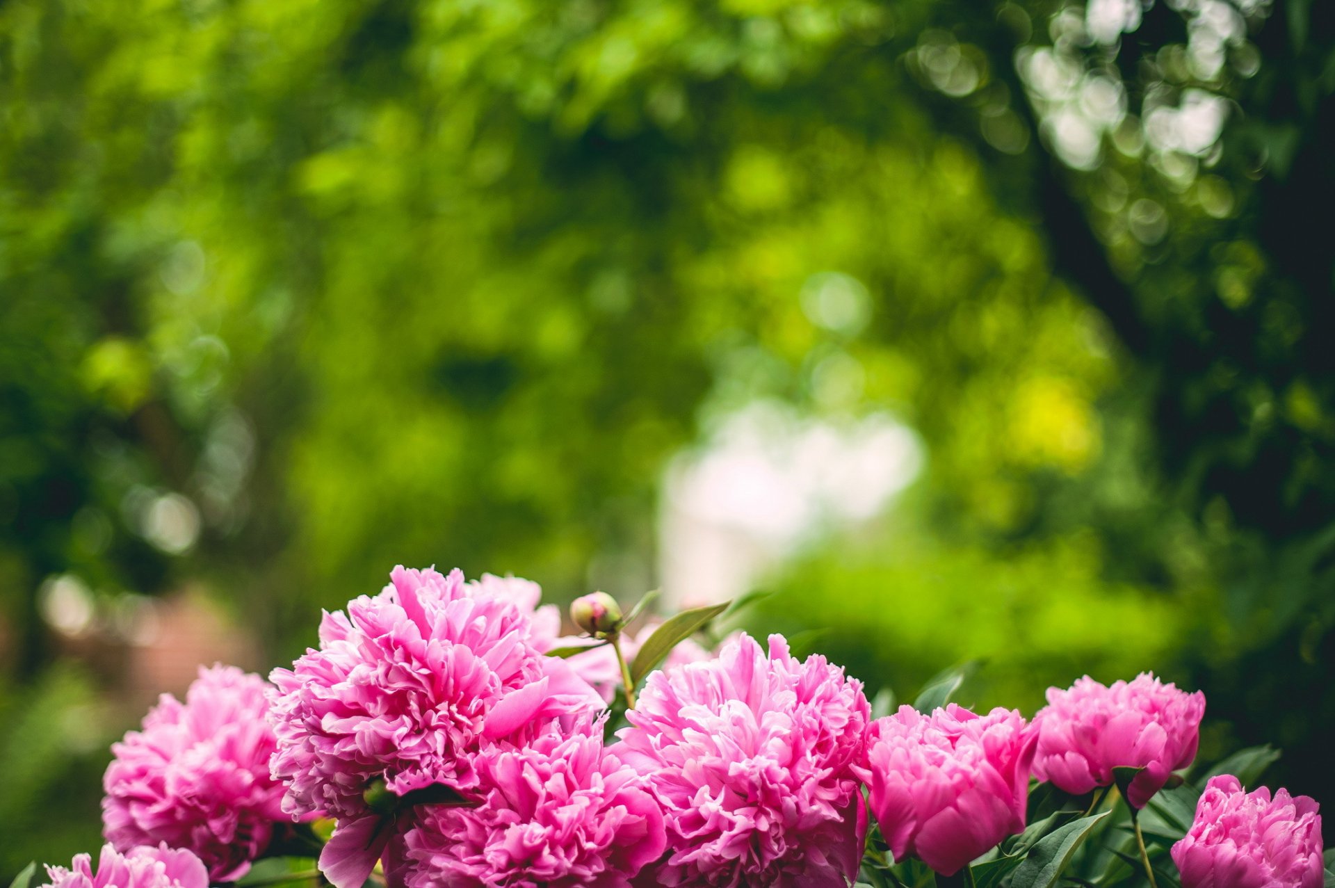 pivoines rose pétales arbres