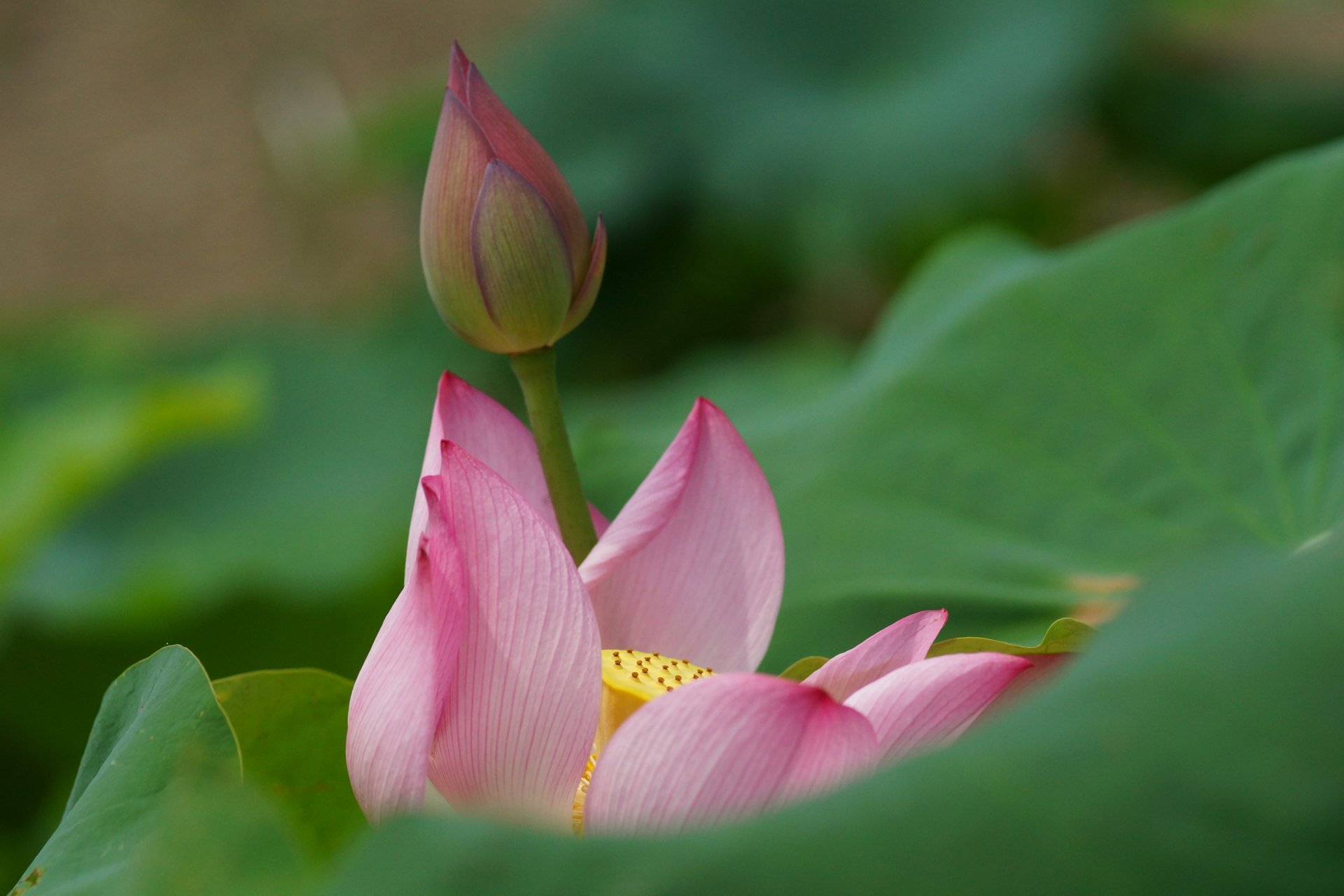 lotus waterlily water lily close up flower bud leaves pink