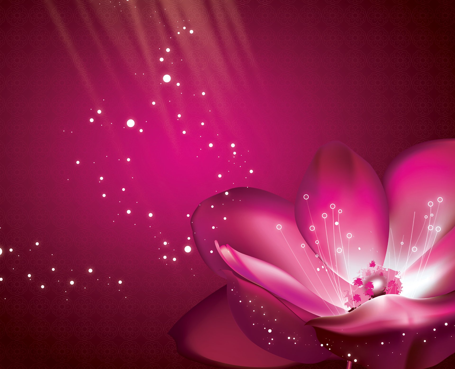 flower purple petals pink background