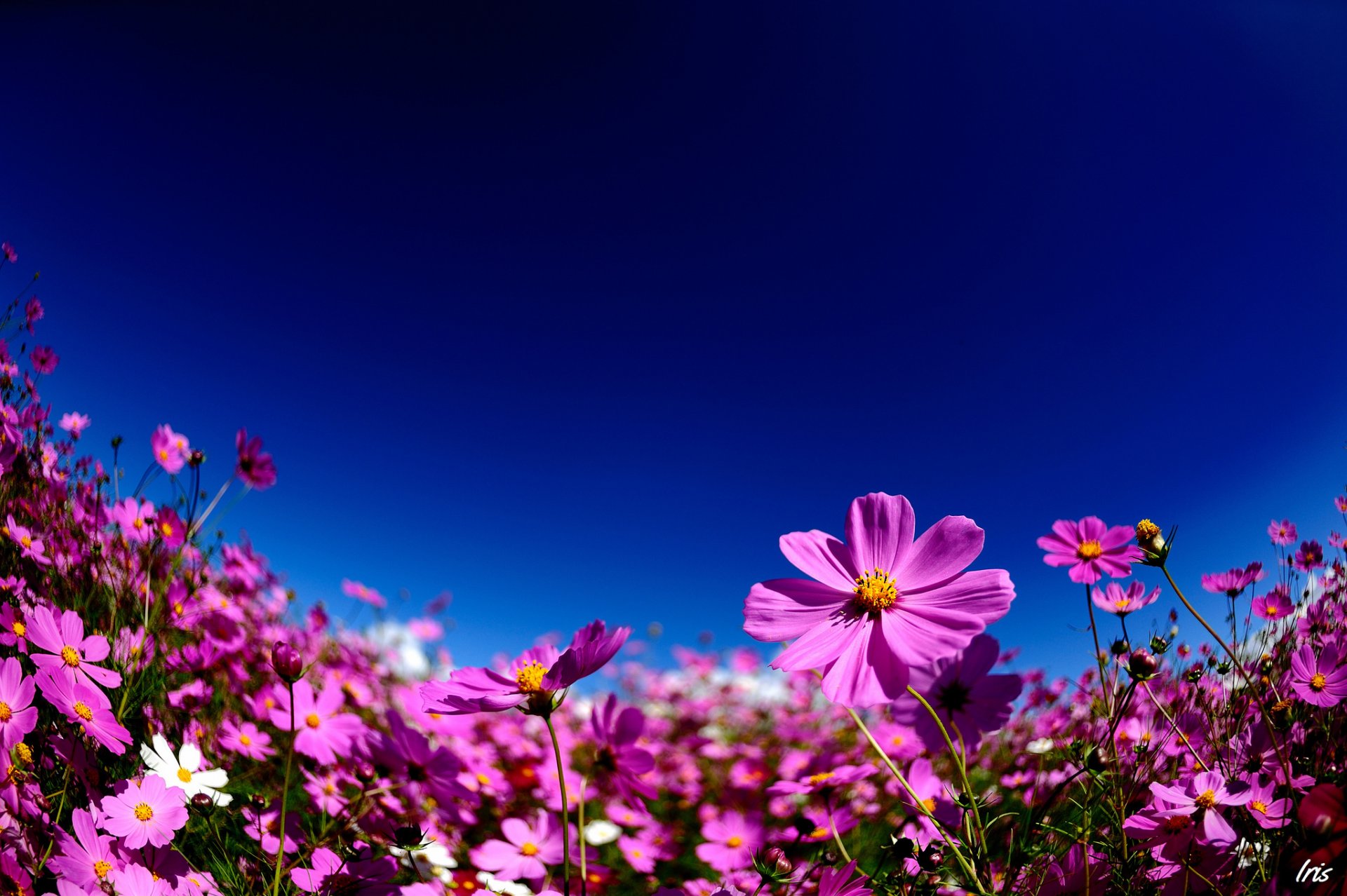 verano flores cosmea rosa cielo