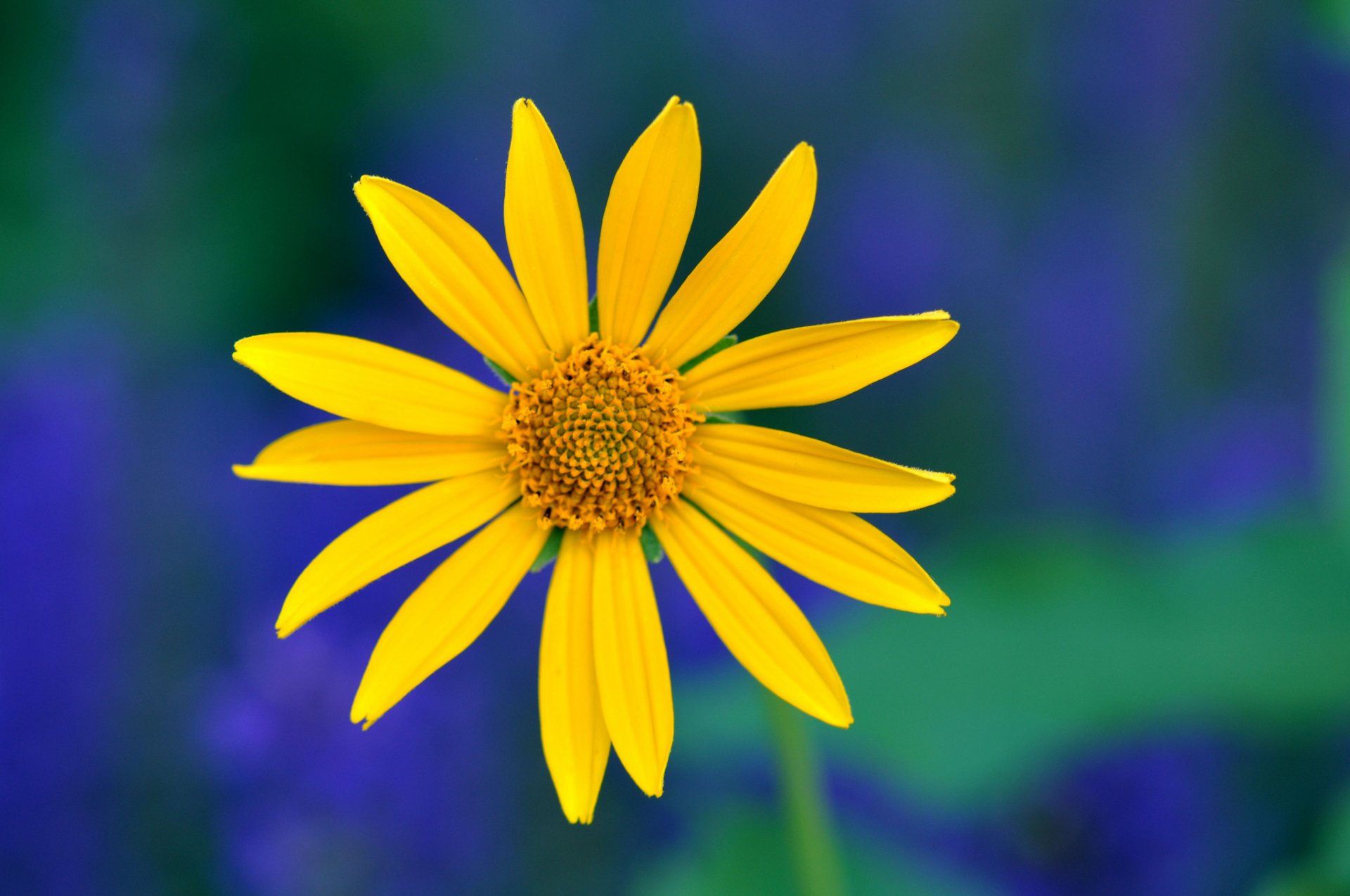 yellow flower petals close up blue green background