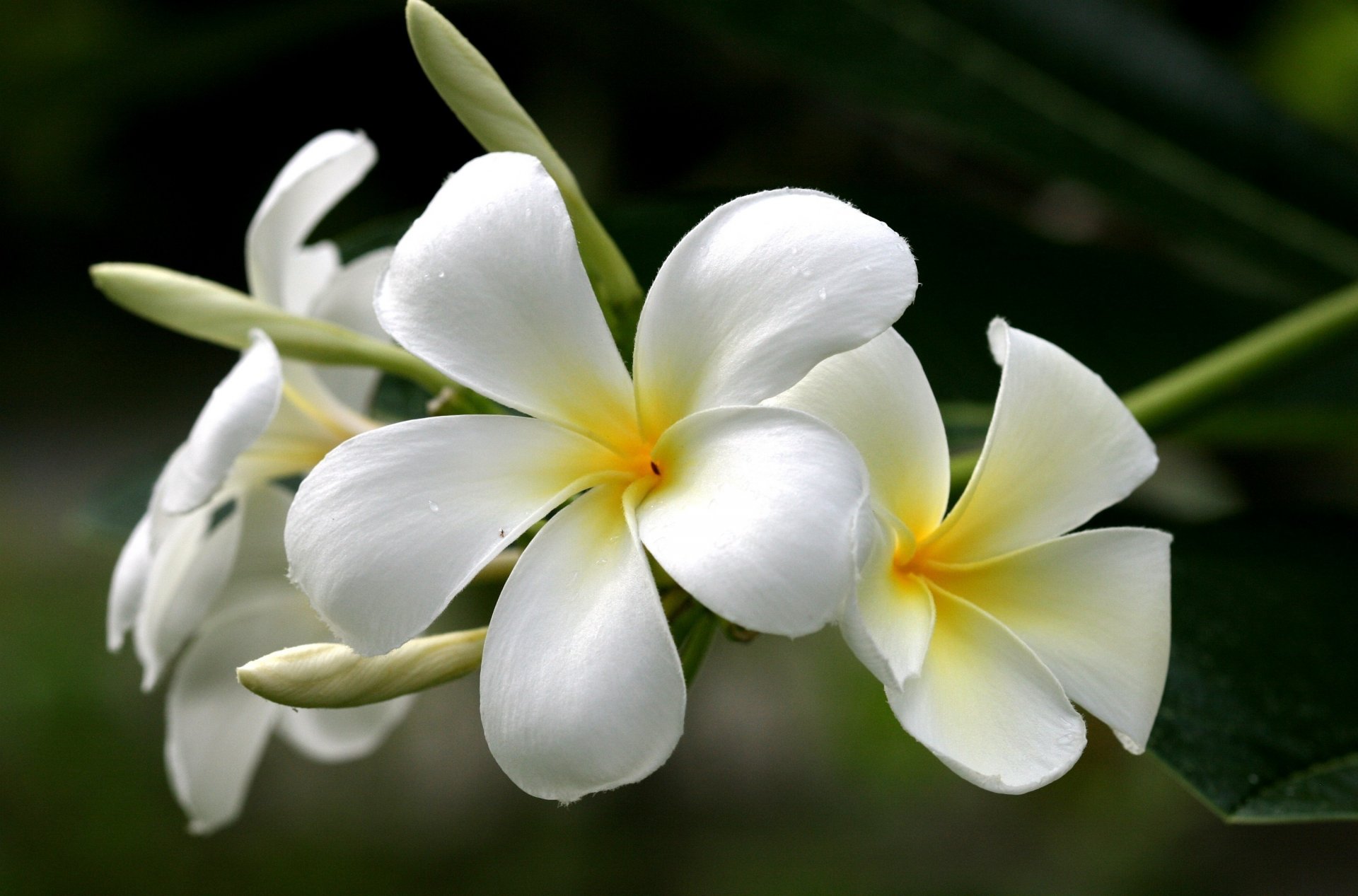 kwiaty plumeria frangipani żółty biały