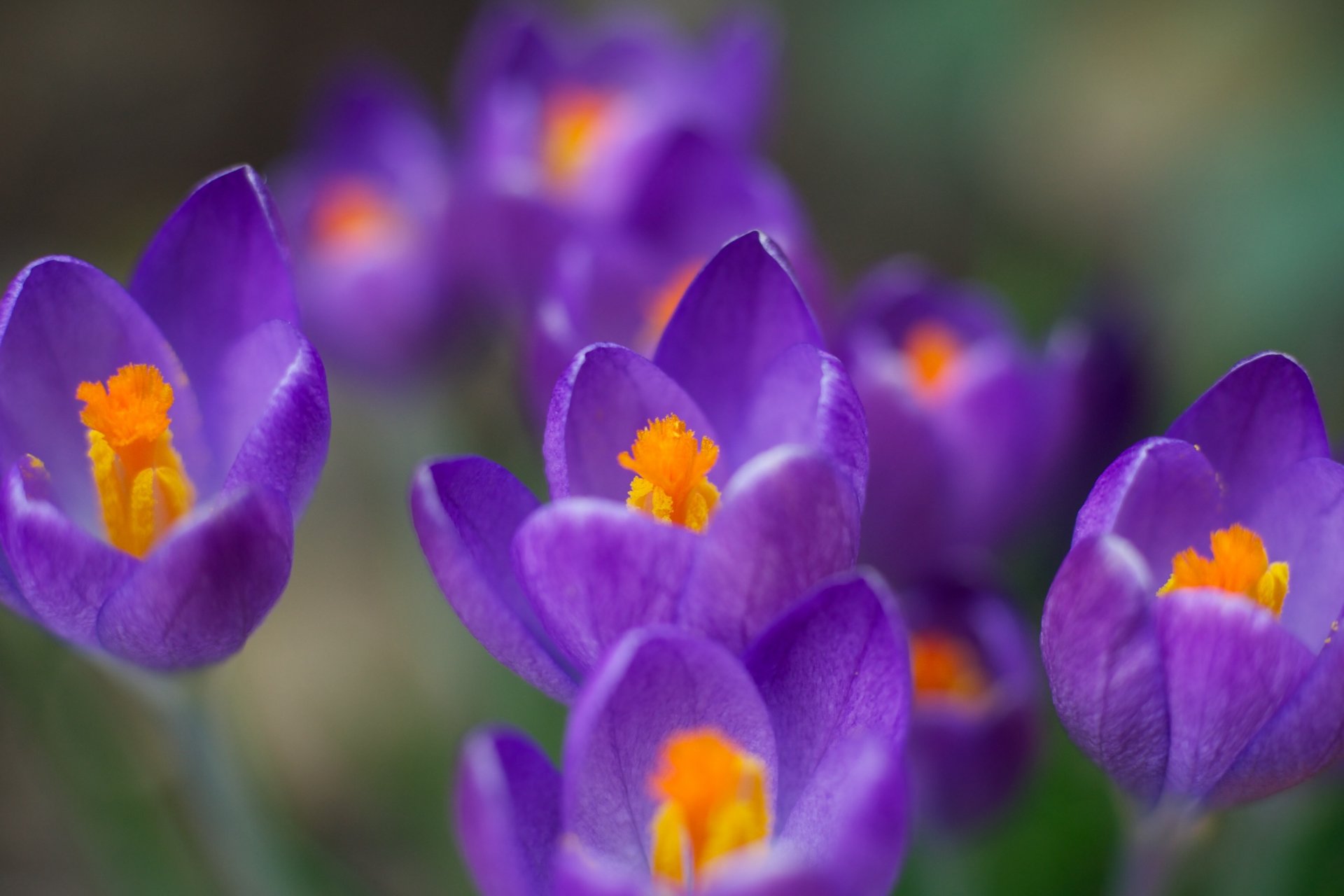 crochi fiori viola primavera colore macro