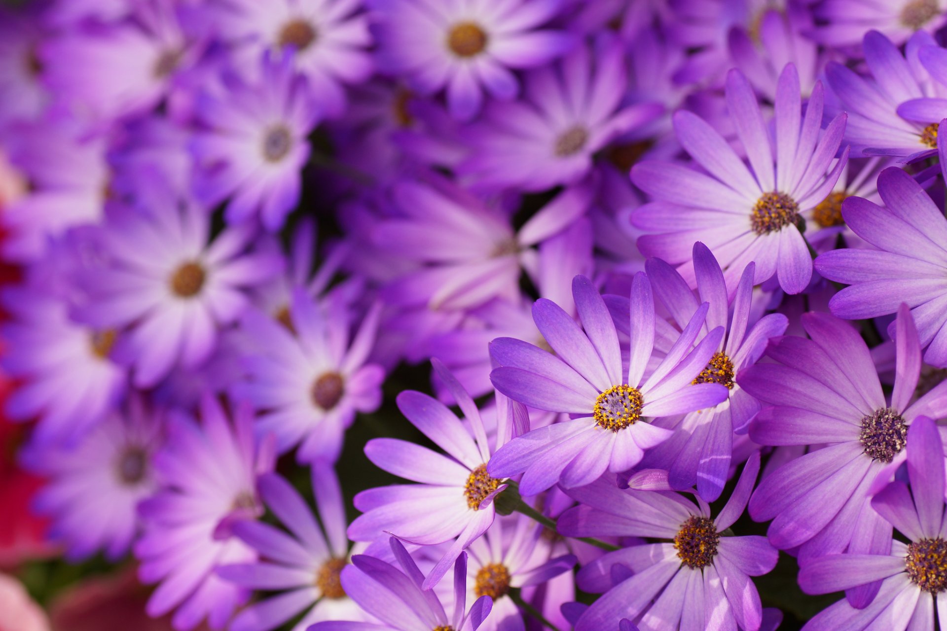 daisy purple petals flower close up blur