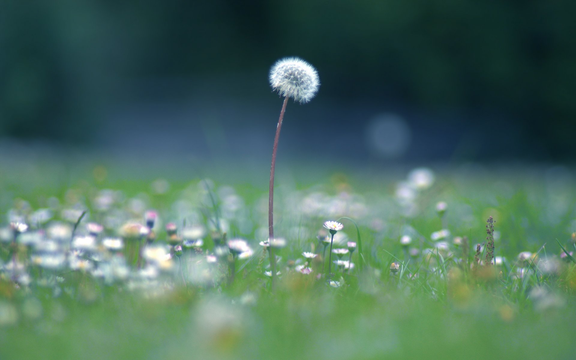 löwenzahn feld gras sommer