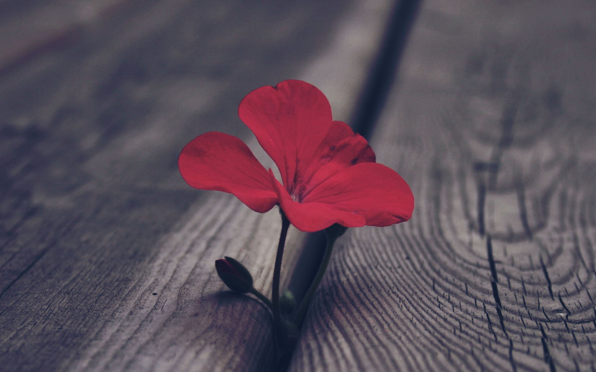 flower geranium red board bud close up