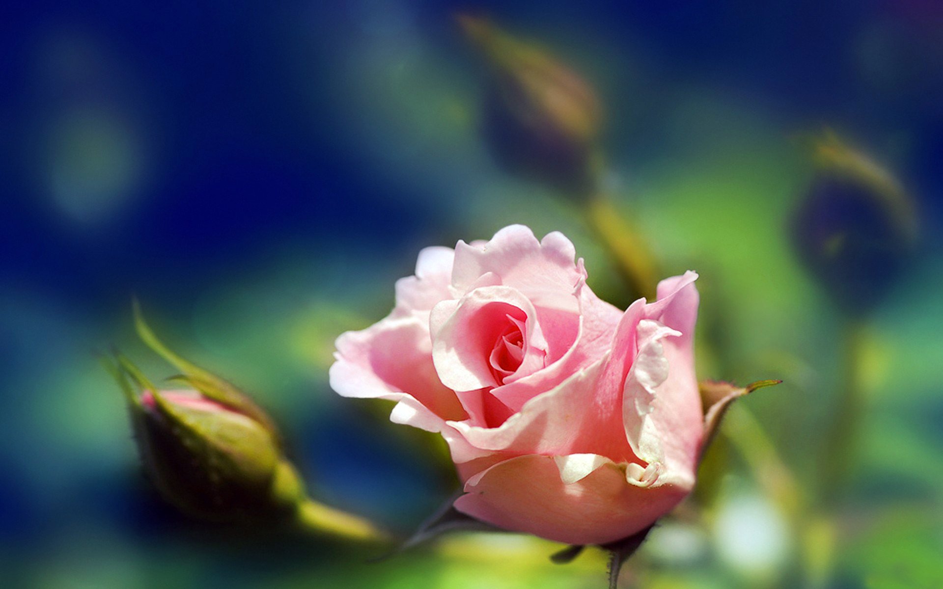 rose pink petals buds close up nature