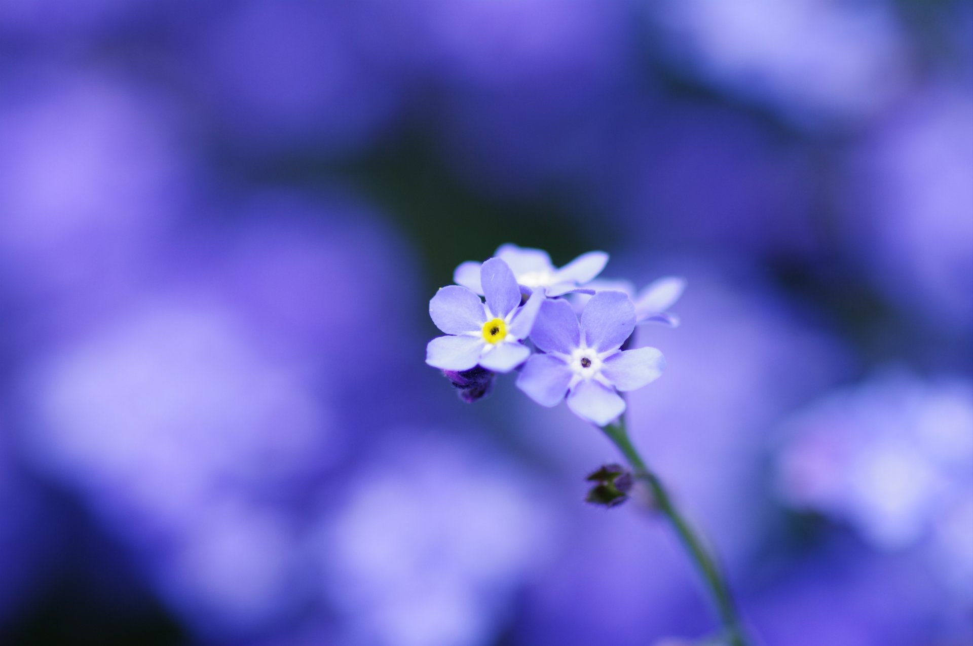 myosotis bleu fleurs pétales macro tendresse flou mise au point