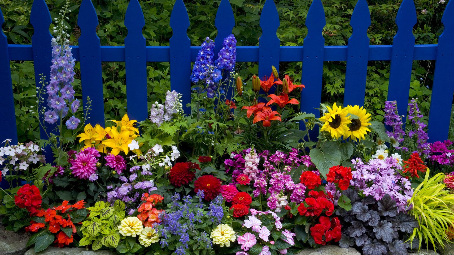 zaun lilien zinnien dahlien sonnenblumen