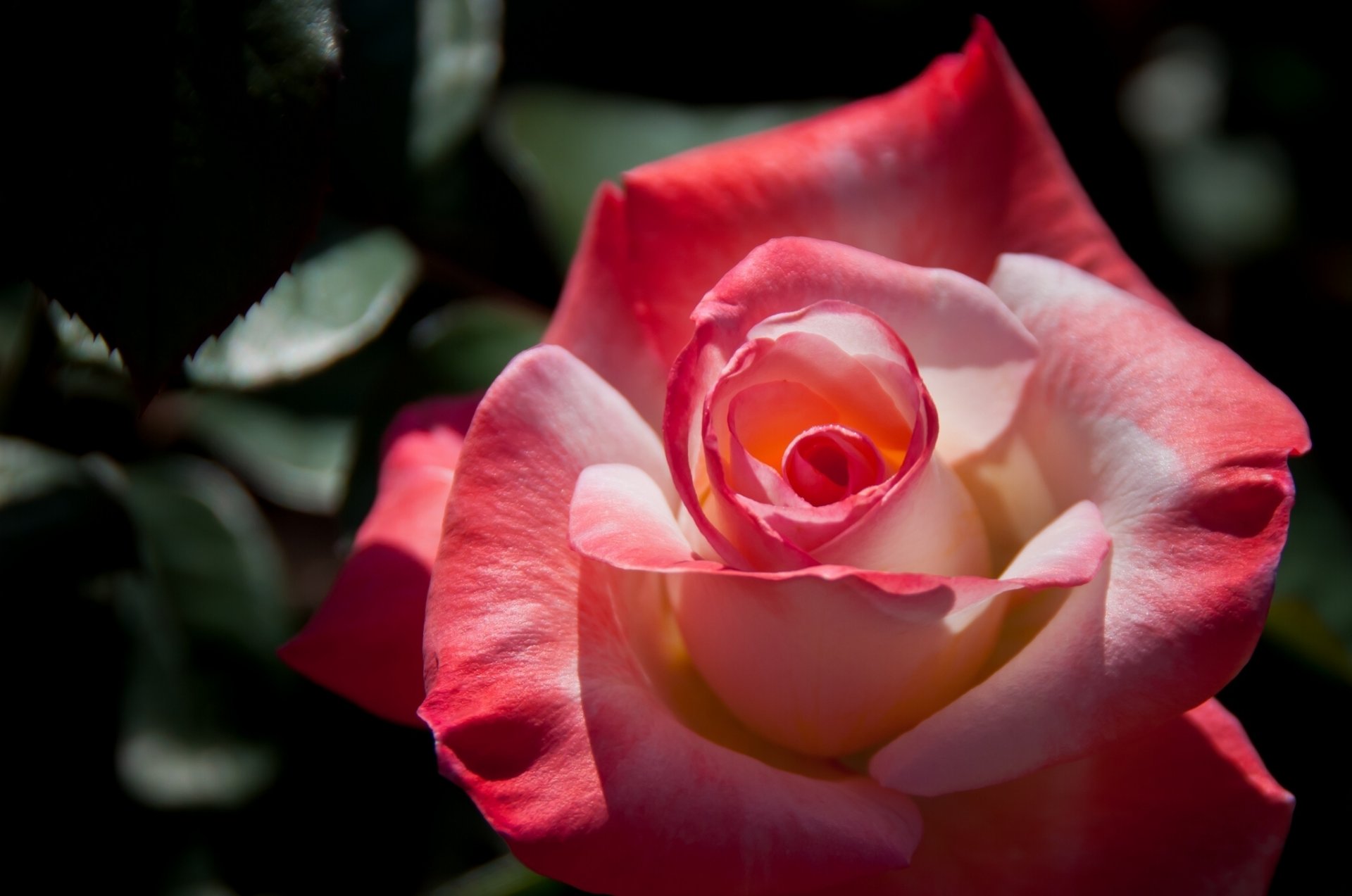 rose bourgeon pétales gros plan