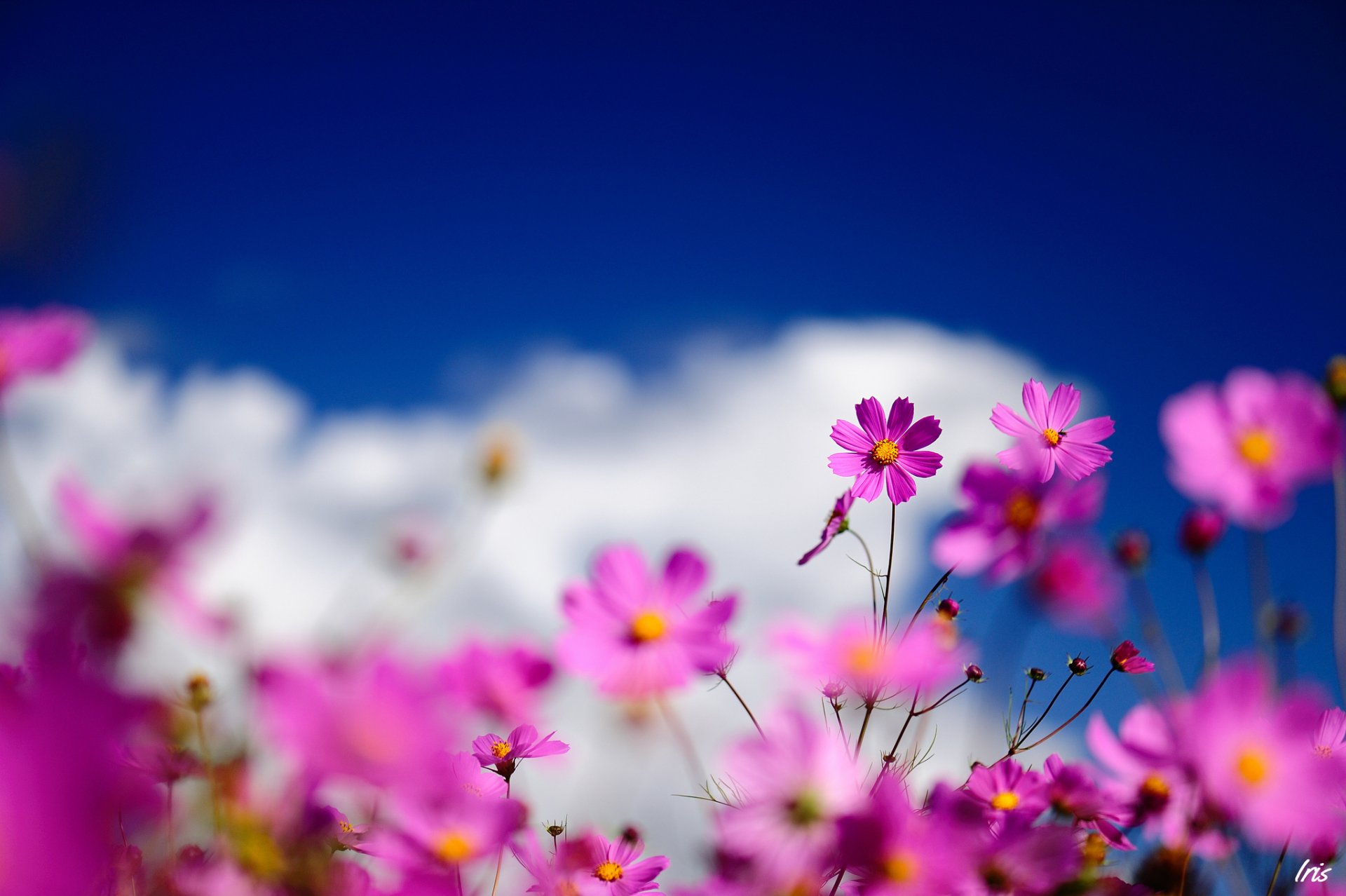 flower close up kosmeya pink field blur sky cloud