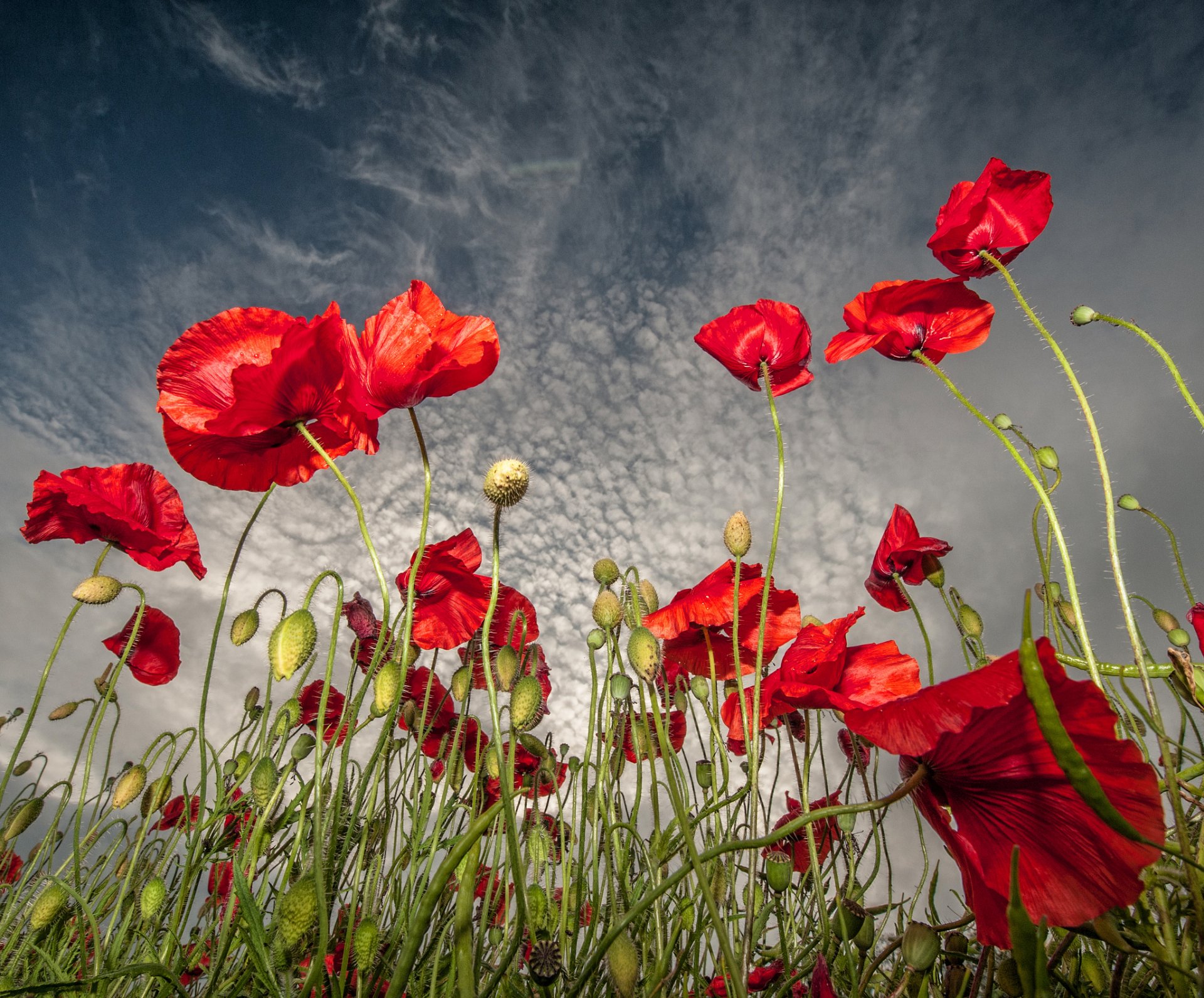 feld blumen mohnblumen rot himmel wolken