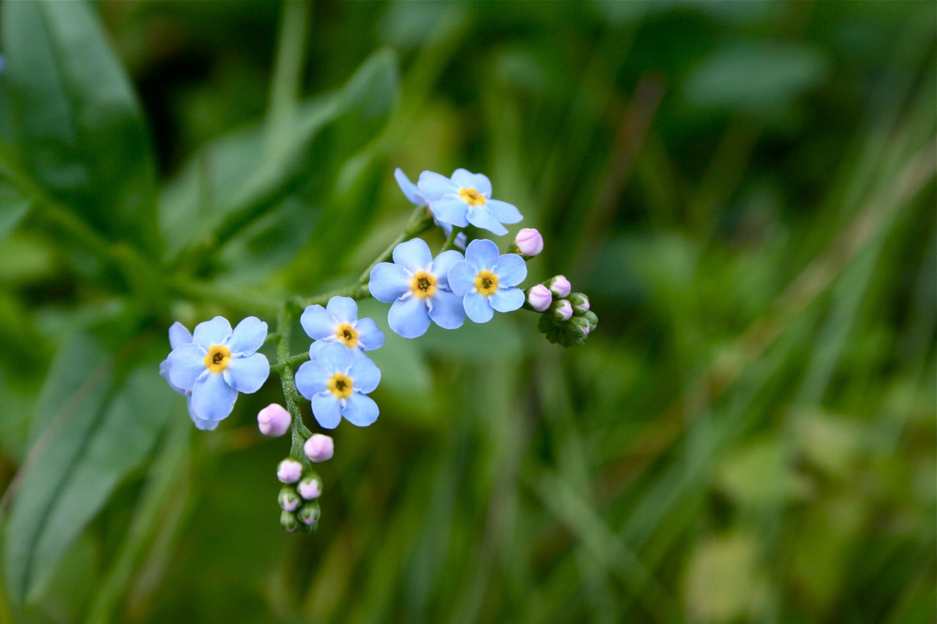 flores nomeolvides hierba azul