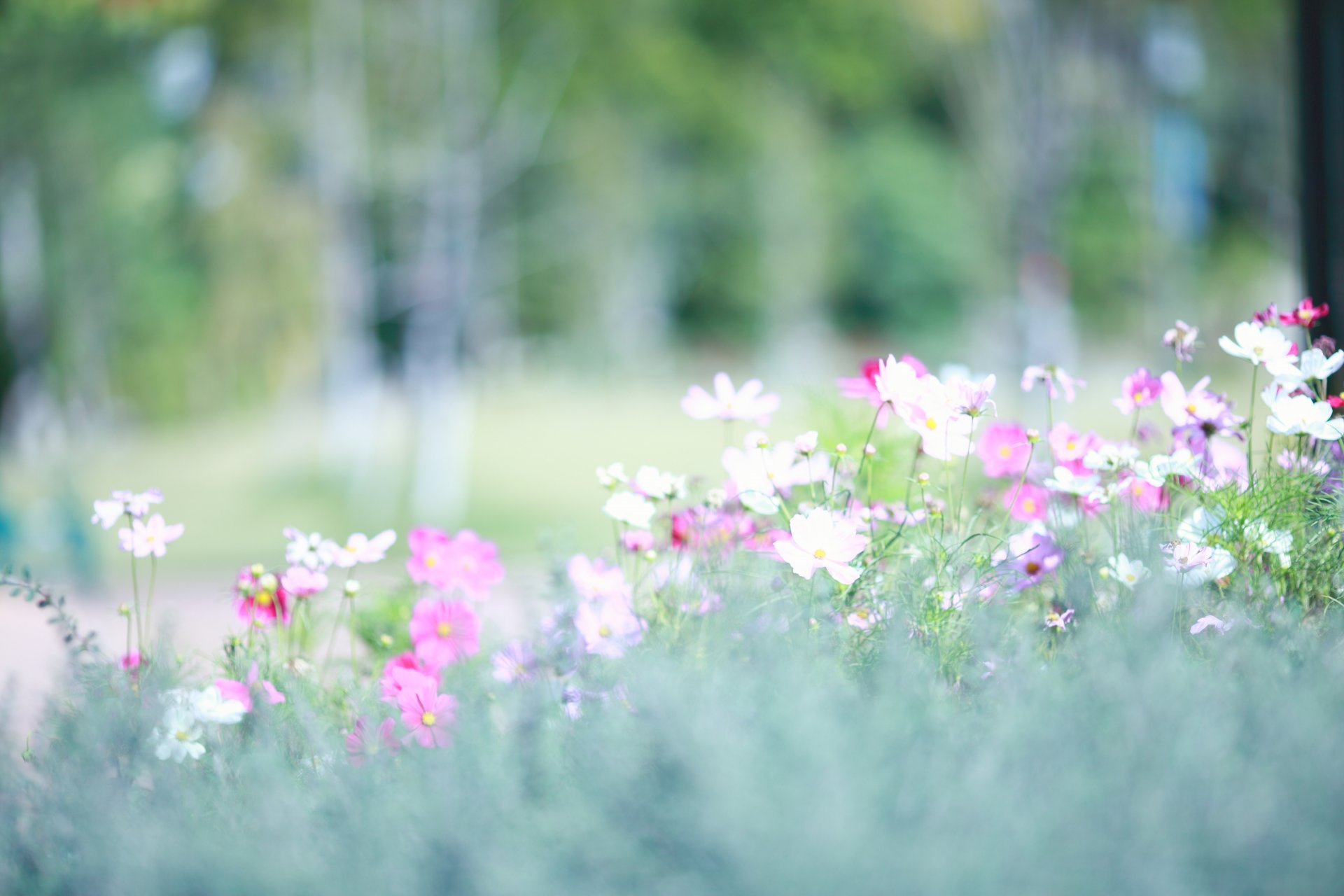 cosmea bianco rosa radura sfocatura luce primavera