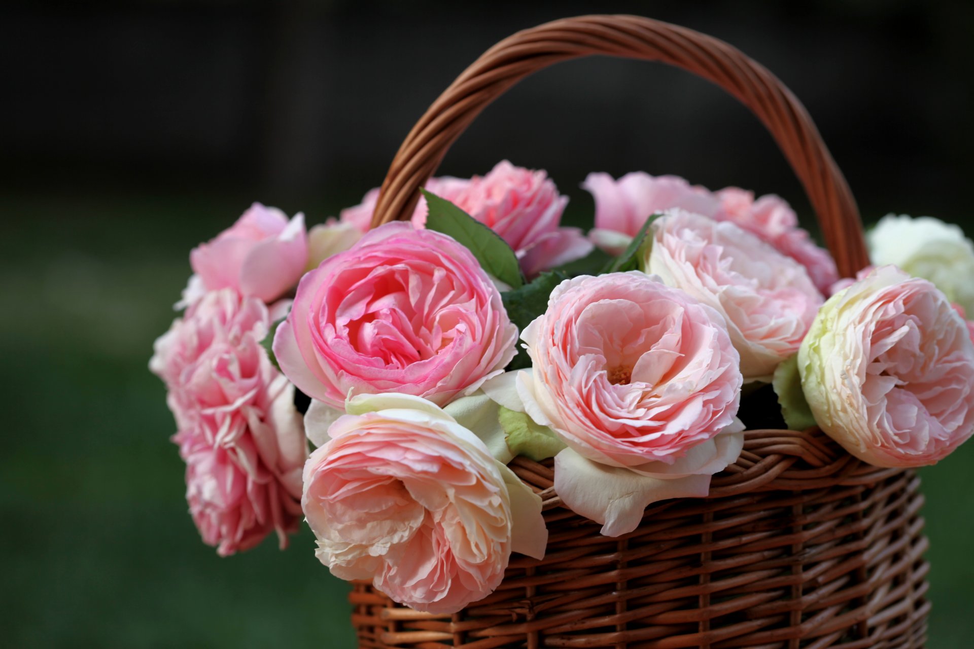 roses panier bourgeons © elena di guardo