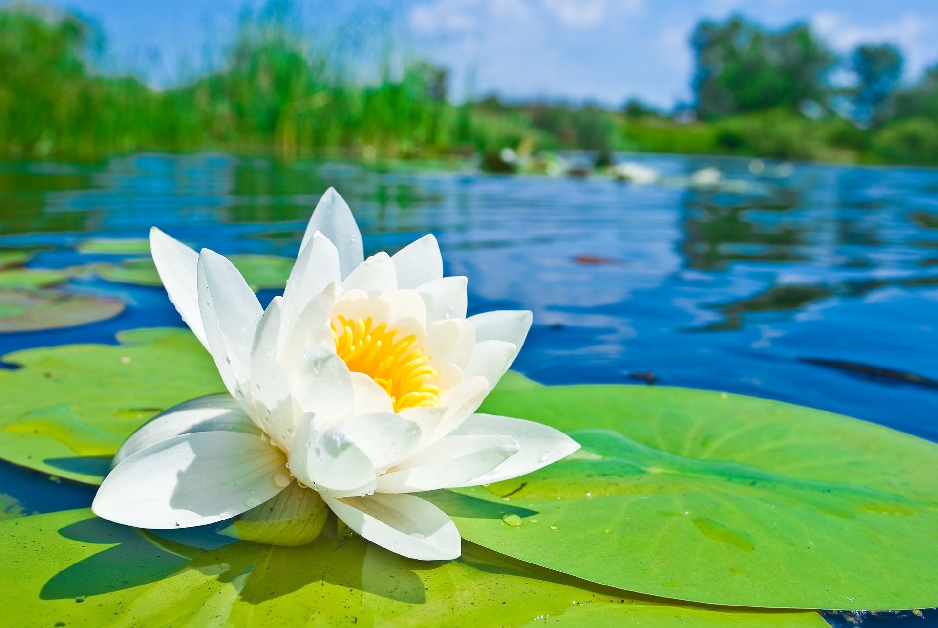 waterlily lotus water lily white flower petals pond reservoir