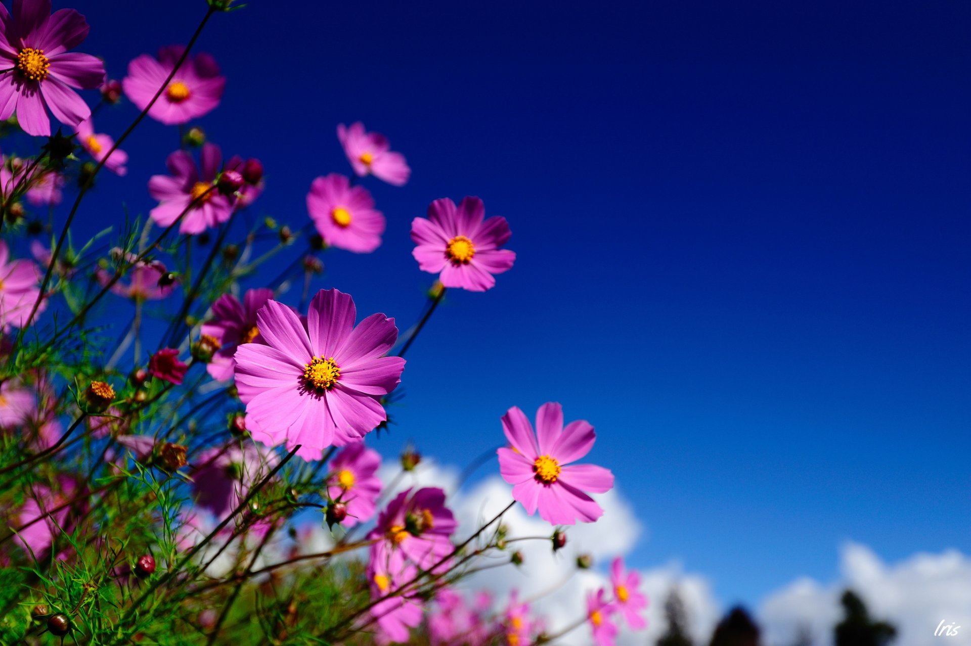 fleurs cosmea champ rose ciel gros plan