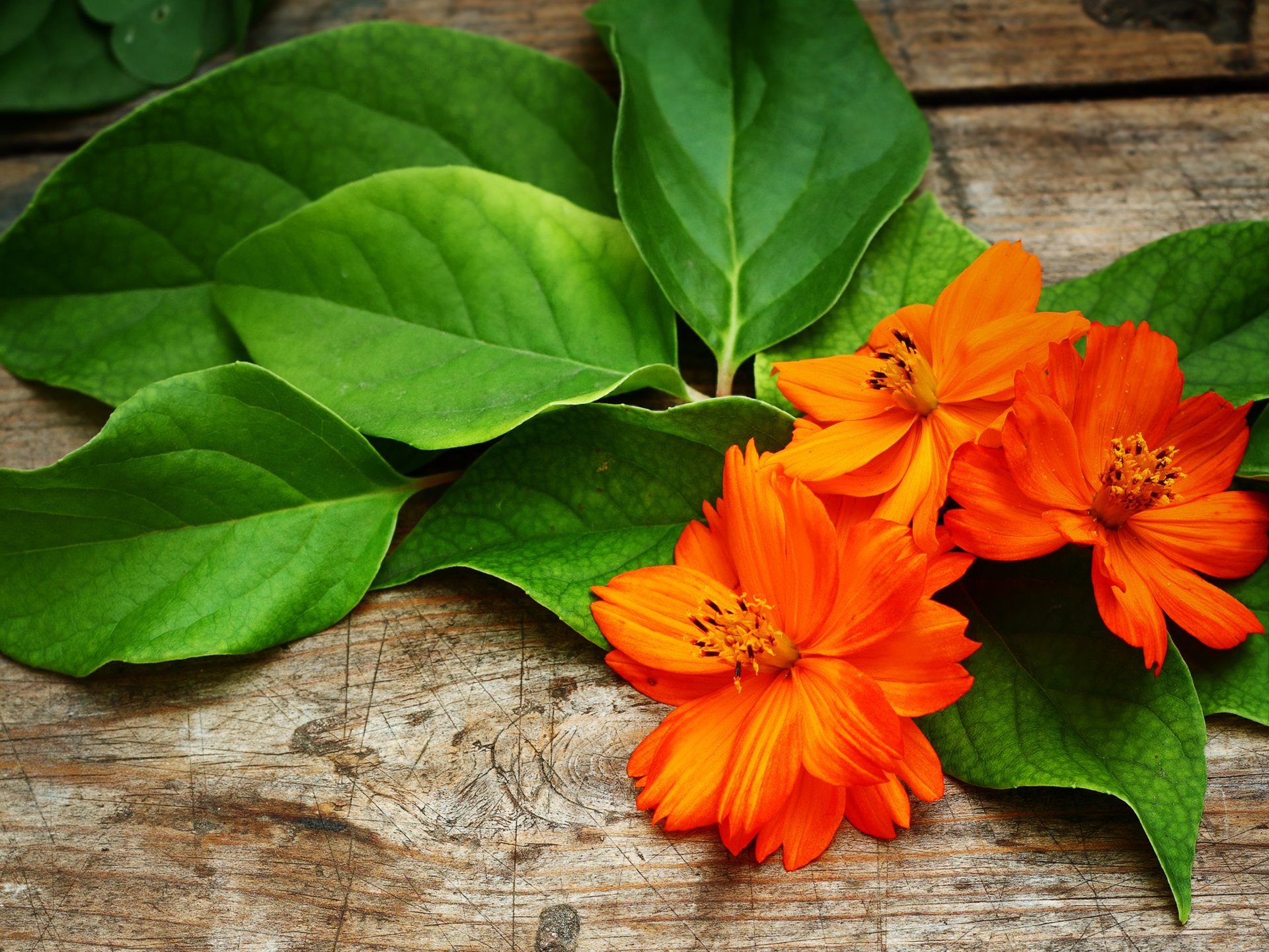 kosmea blumen orange blütenblätter blätter