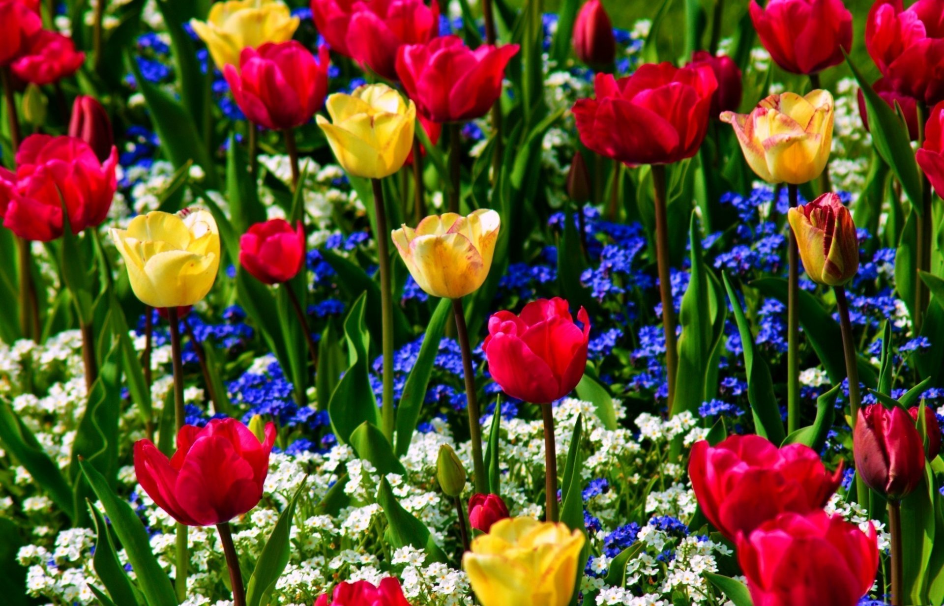 tulipani giallo rosso nontiscordardime blu bianco fiori boccioli natura verde