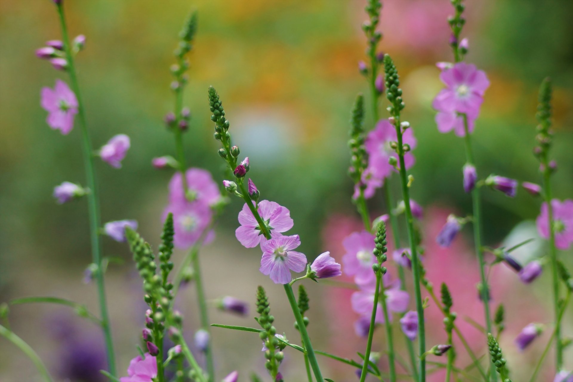 flower field close up pink inflorescence branches nature