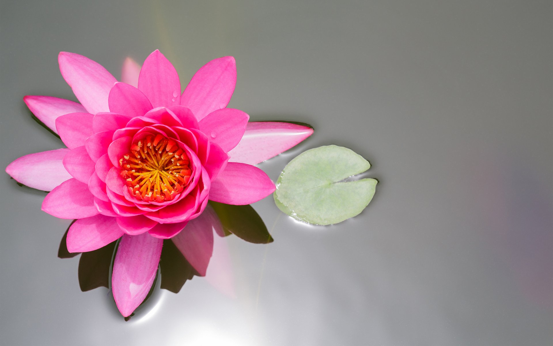 flower lotus pink pond sheet water lily waterlily top view