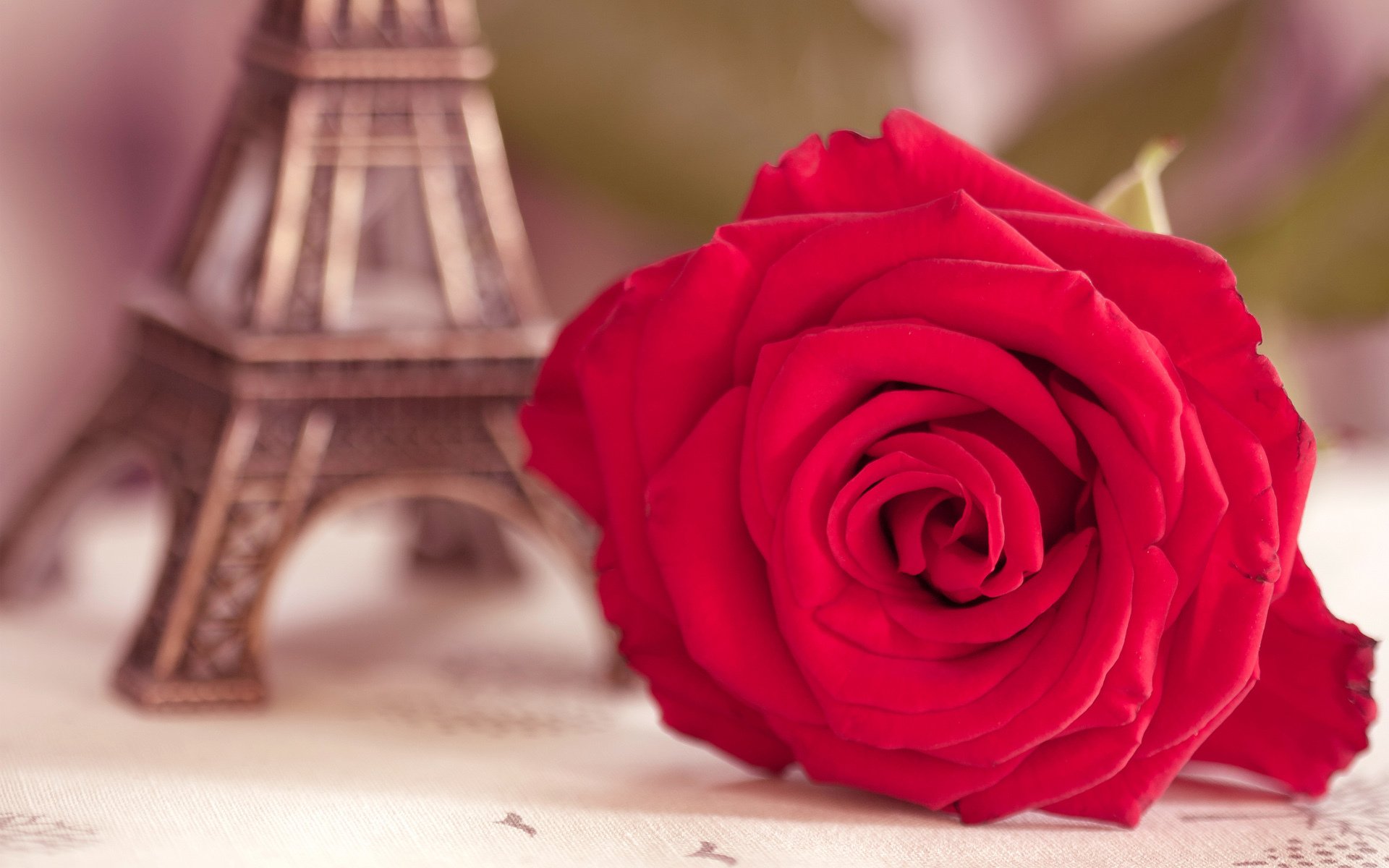 flower rose scarlet close up eiffel tower statue blur