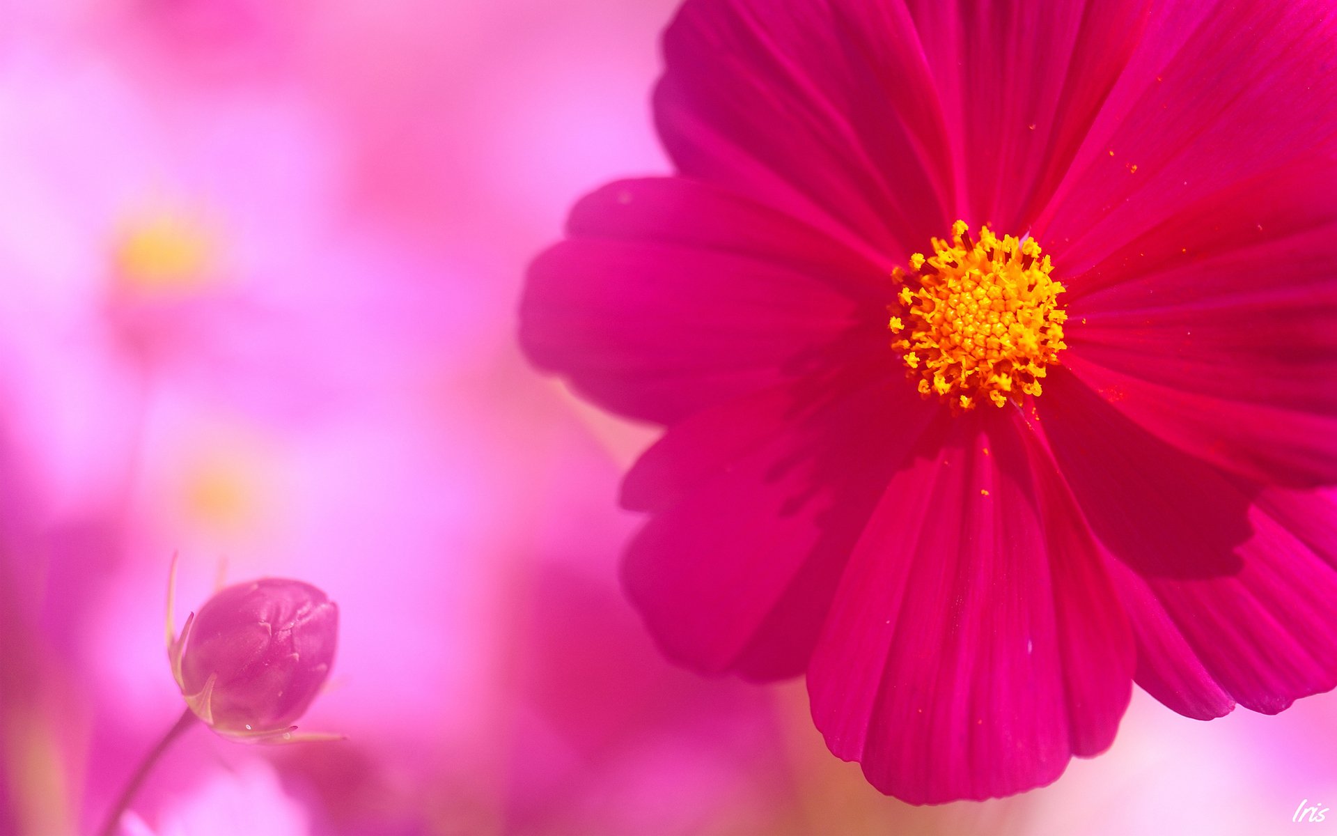 flor cosmea rosa brote pétalos