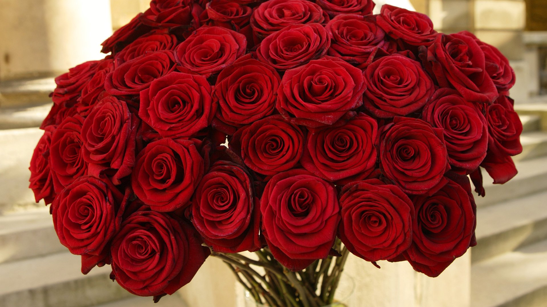 roses fleurs rouges bouquet