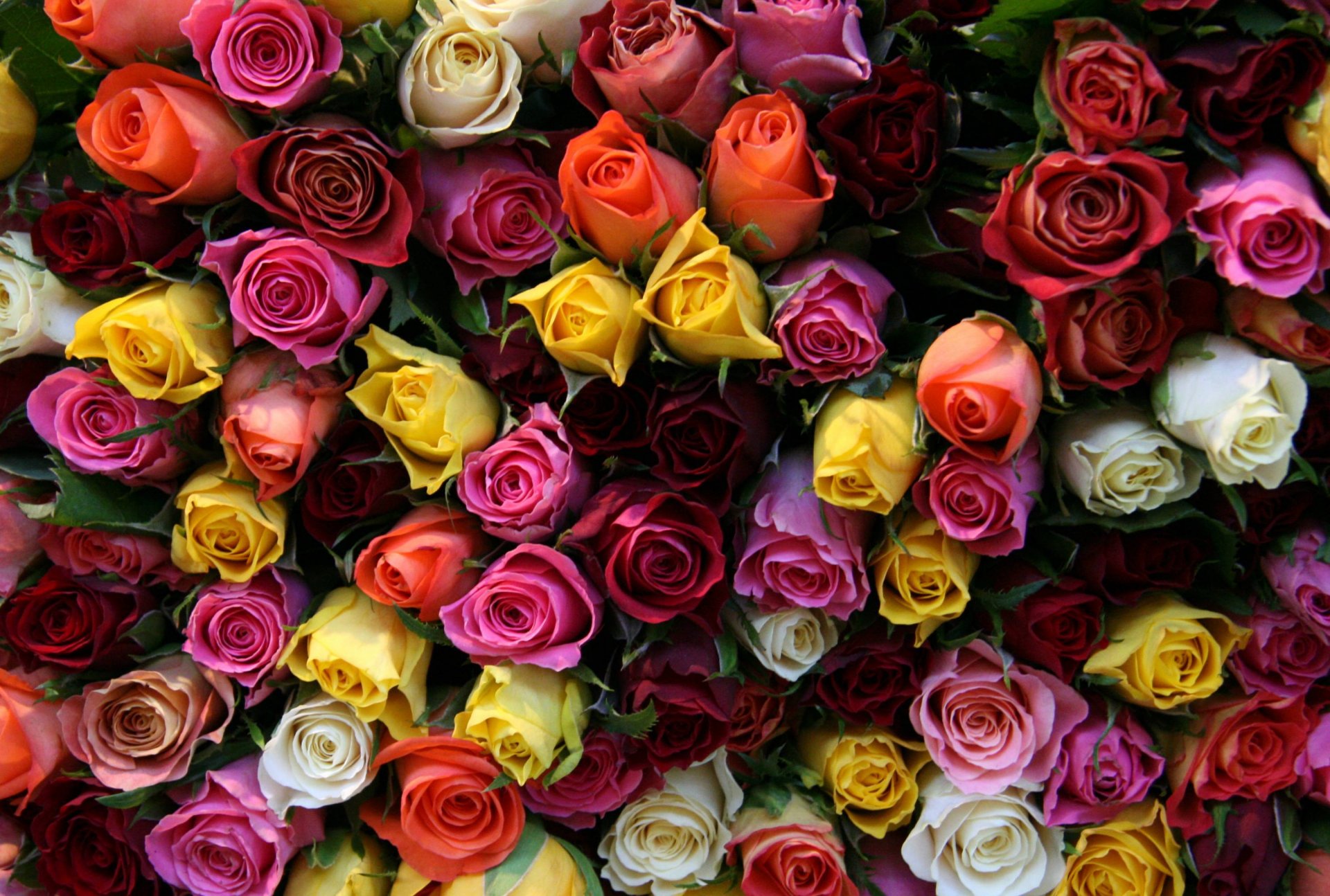 roses beautiful flowers flower bouquet buds a million rose