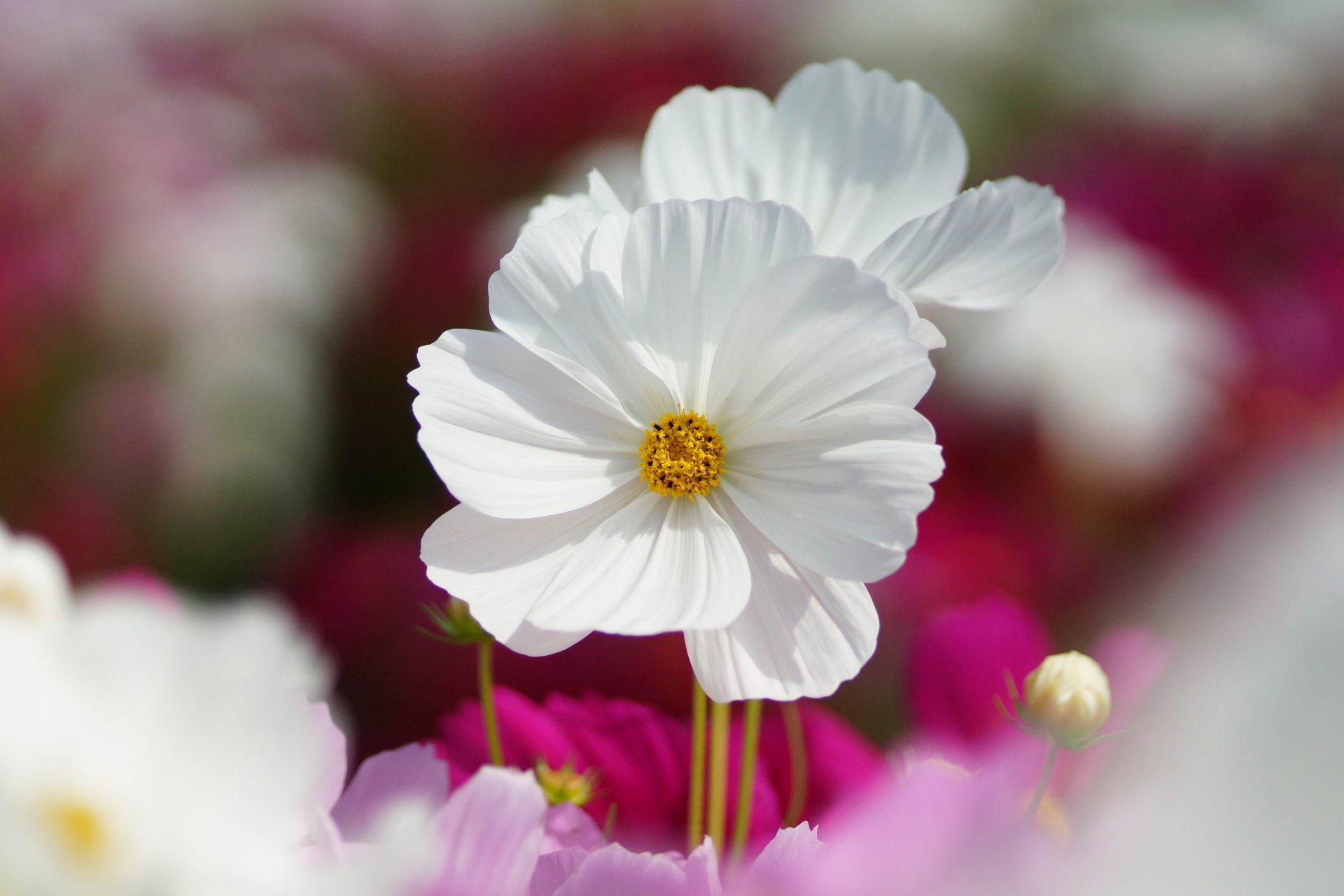 cosmea kwiaty białe polne różowe makro