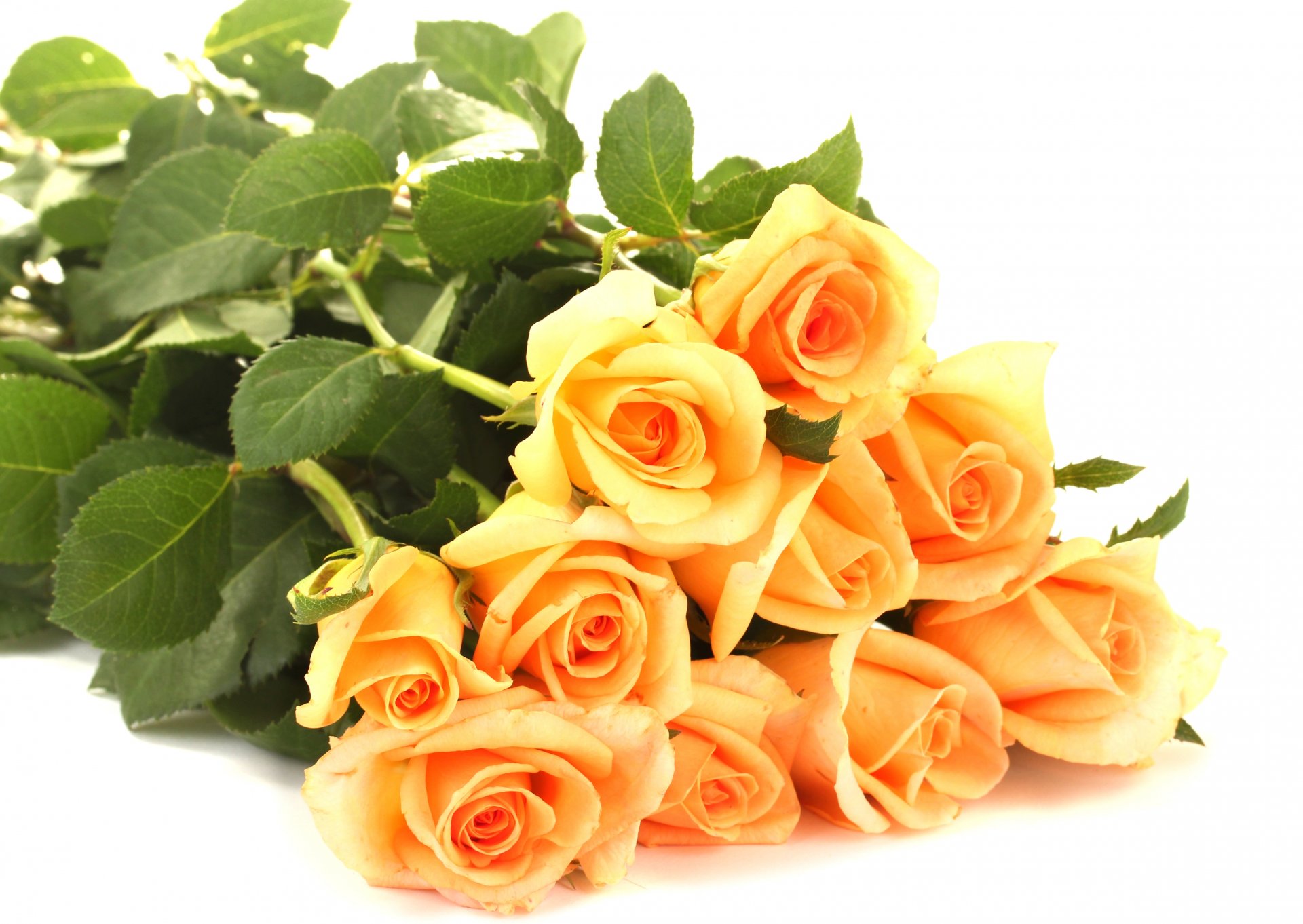 rosas naranja flores ramo pétalos hojas fondo blanco