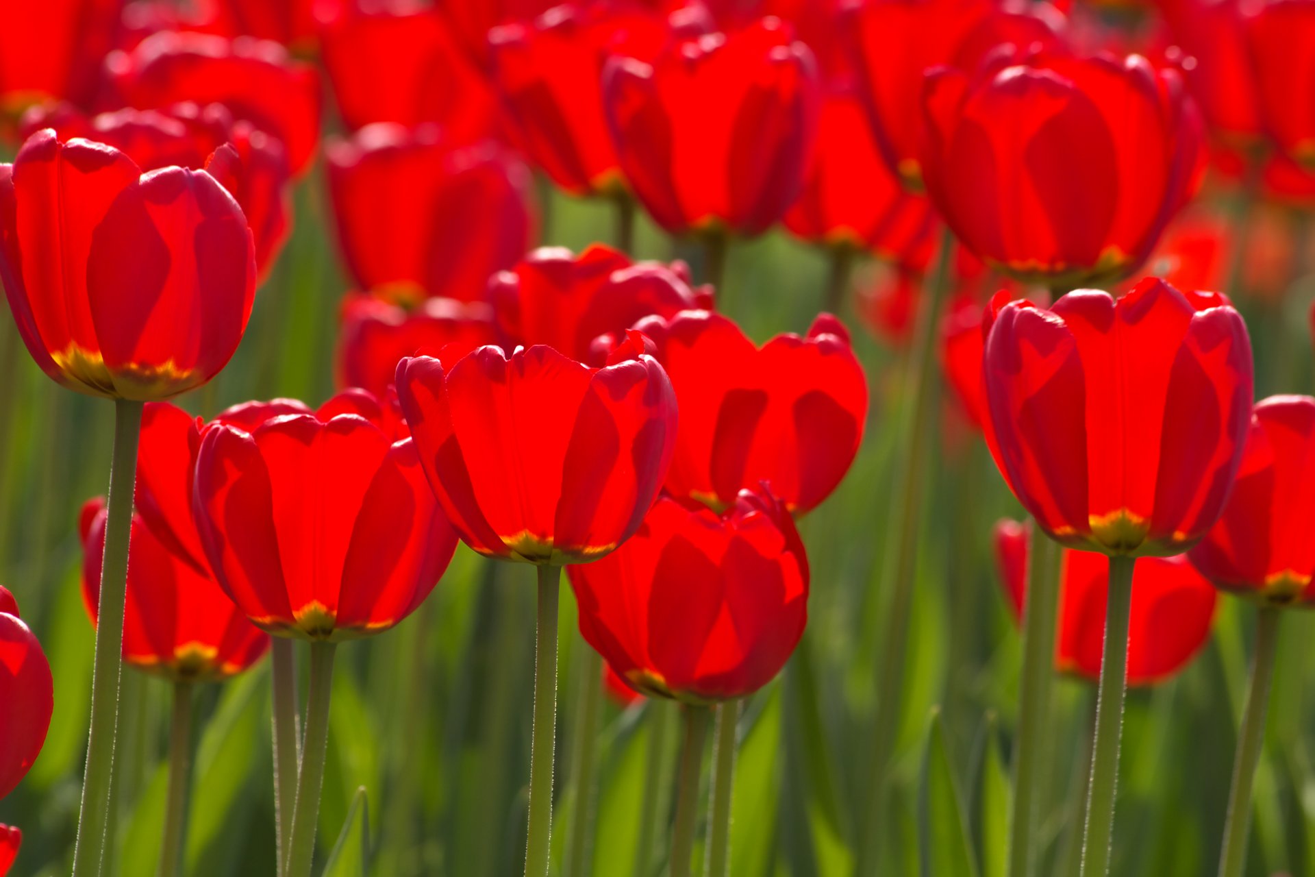 flower tulips tulip stems buds petals flowers spring