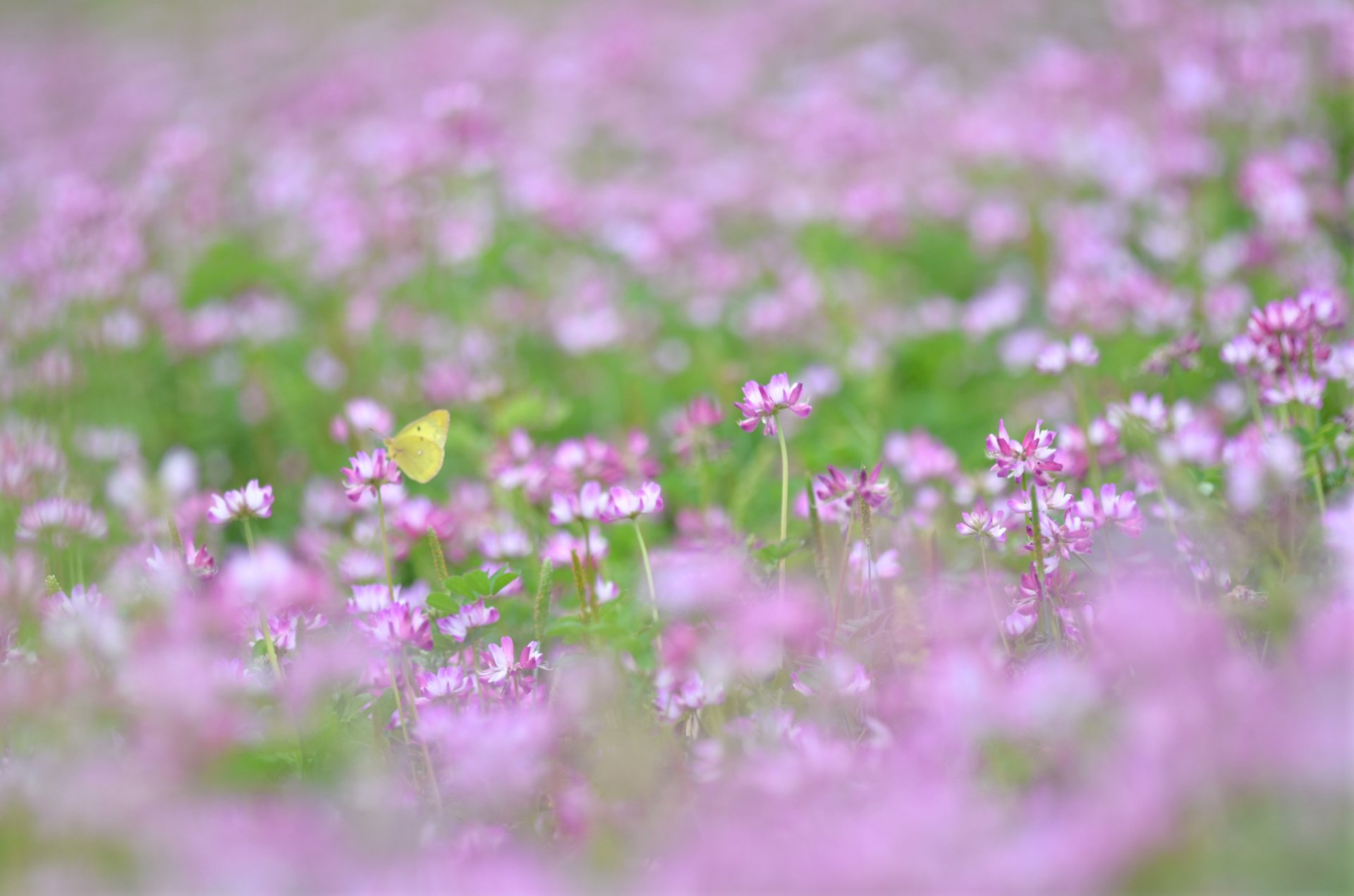 trèfle rose clairière herbe plantes papillon flou légèreté été gros plan