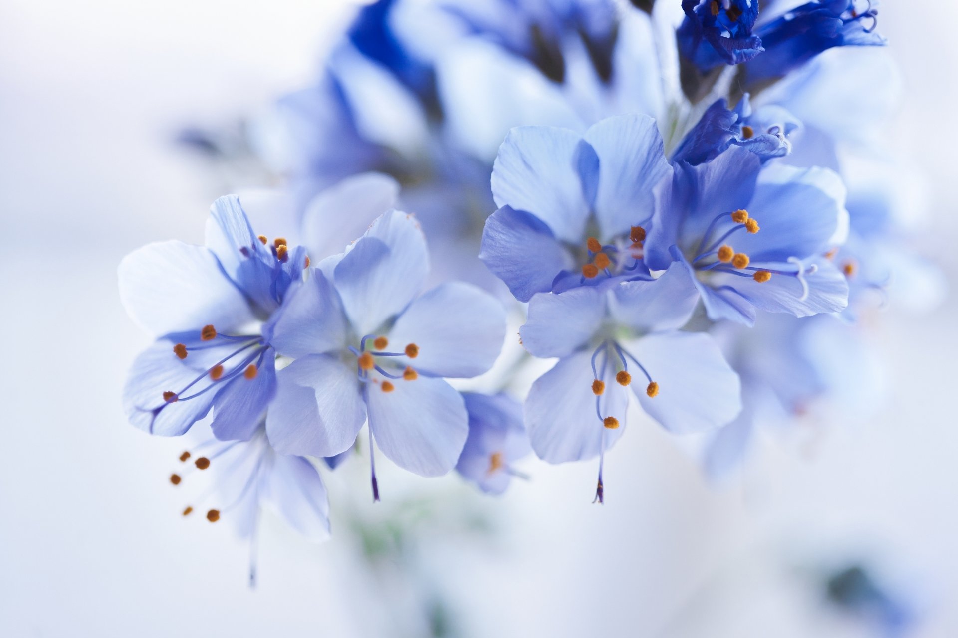 flower blue background blur