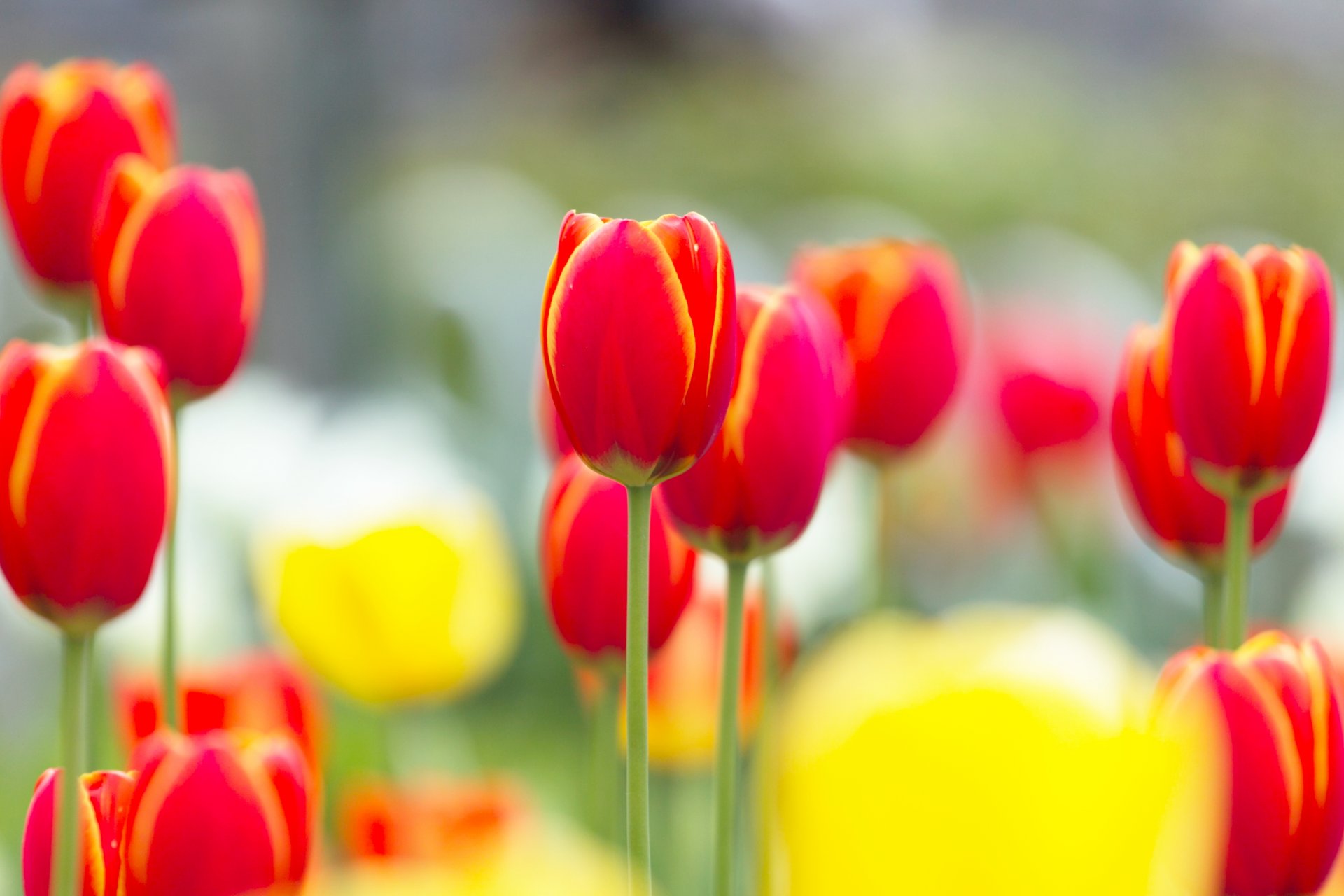 tulpen rot gelb blumen knospen stiele lichtung licht frühling natur