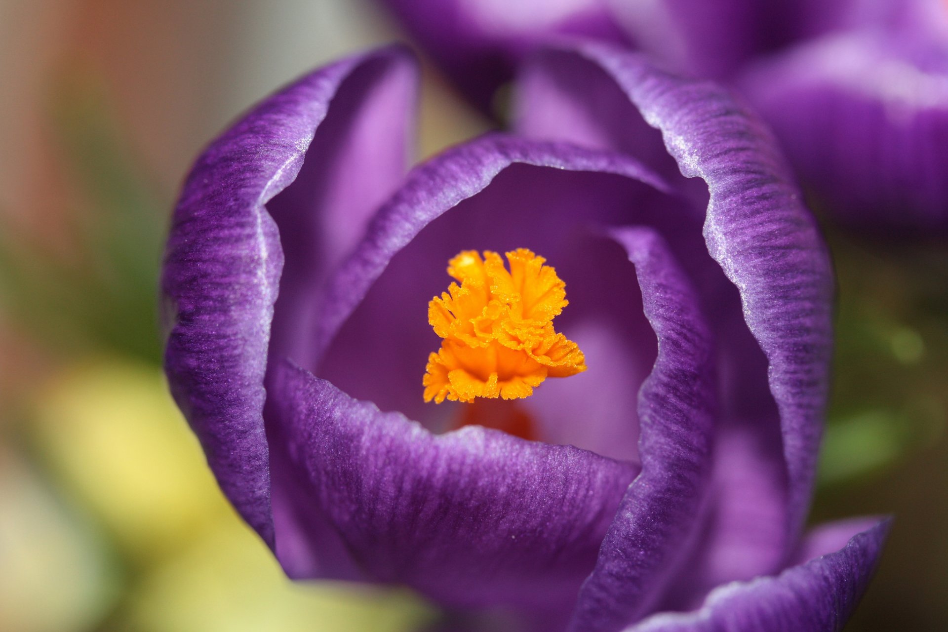 krokus fioletowy kwiat płatki makro focus